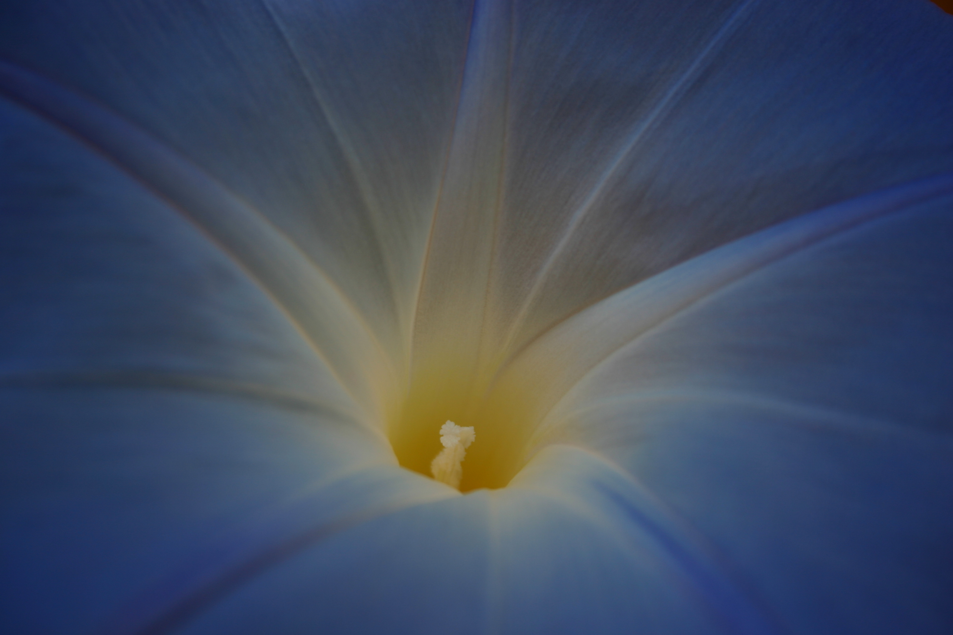 "Heavenly Blue" Morning Glory with a yellow throat. 
