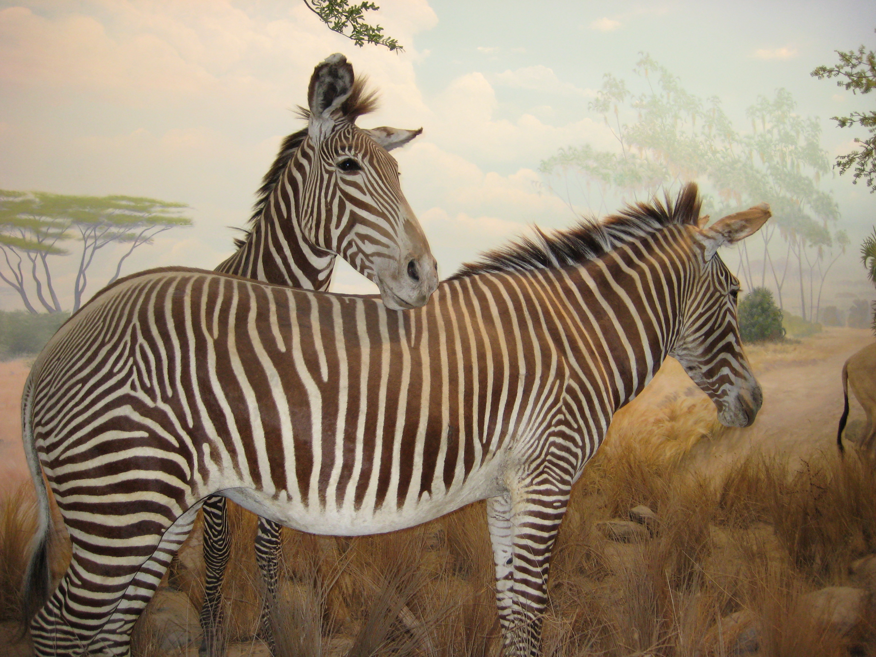 Two Grevy's Zebras hang out on the "African plain" at the California Academy of Sciences. 