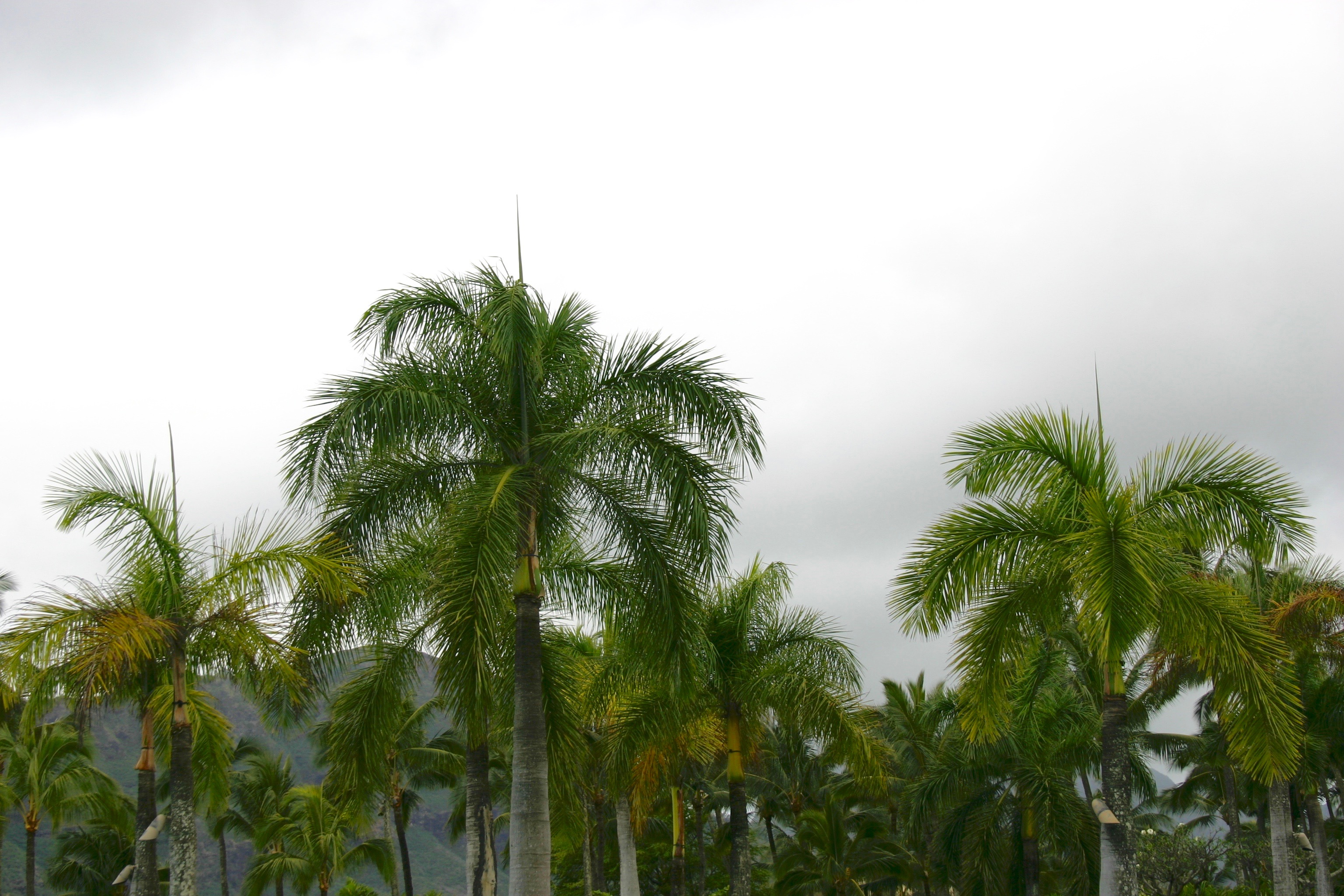 Palm trees against a gloomy overcast cloudy sky.