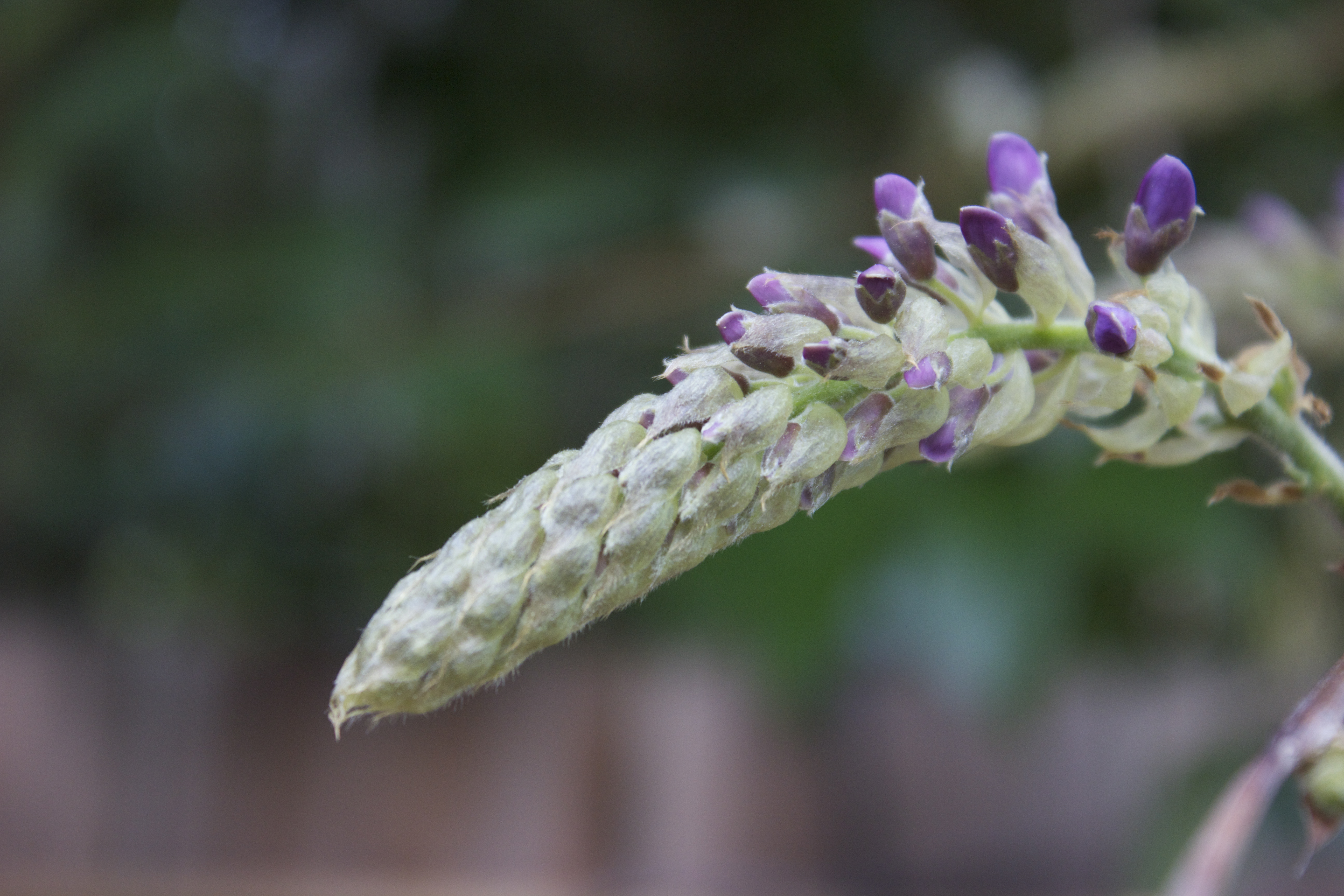 Closeup of green and purple wisteria flower buds against a blurred green background.