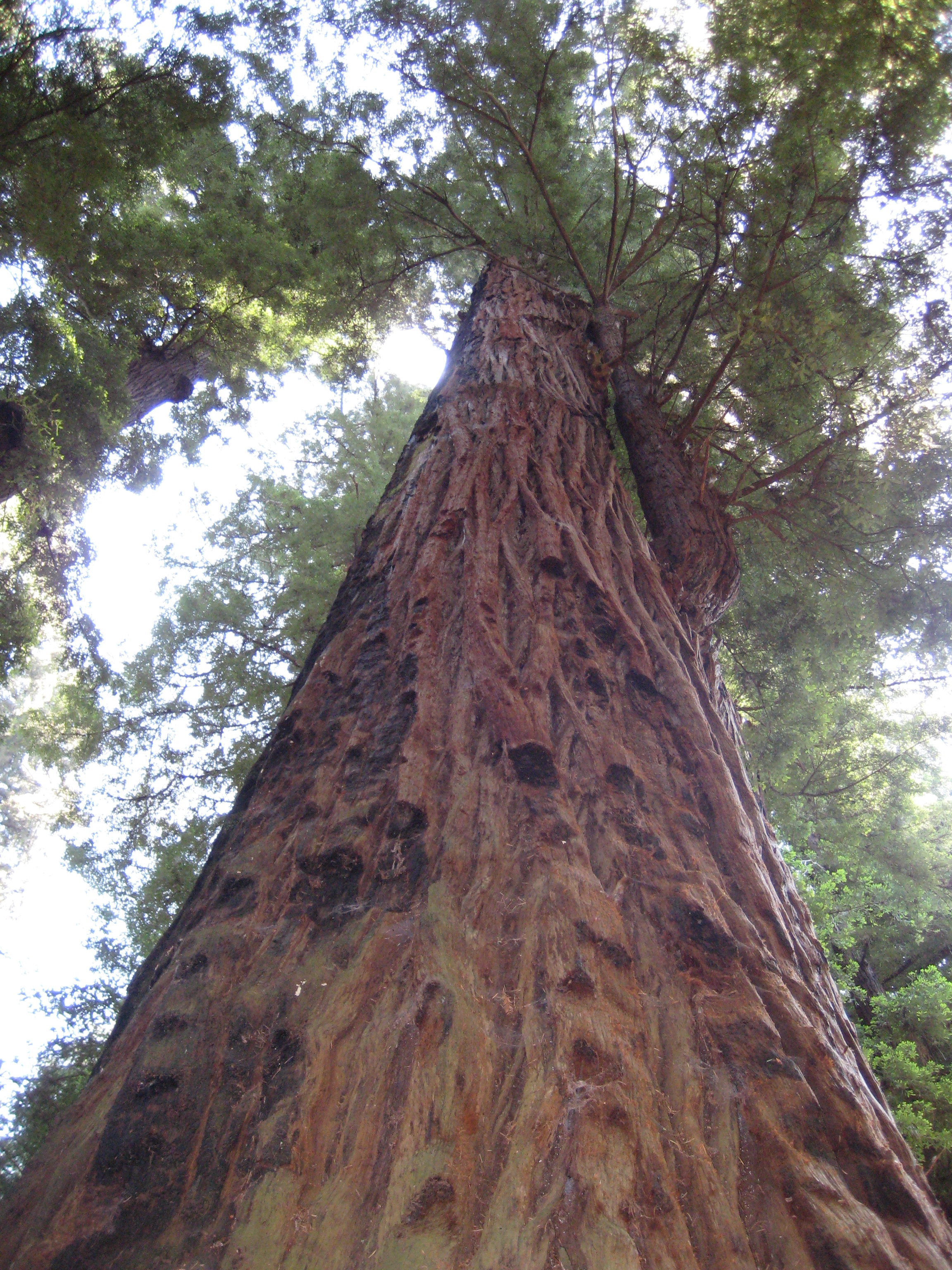 A towering redwood tree in the Santa Cruz Mountains.