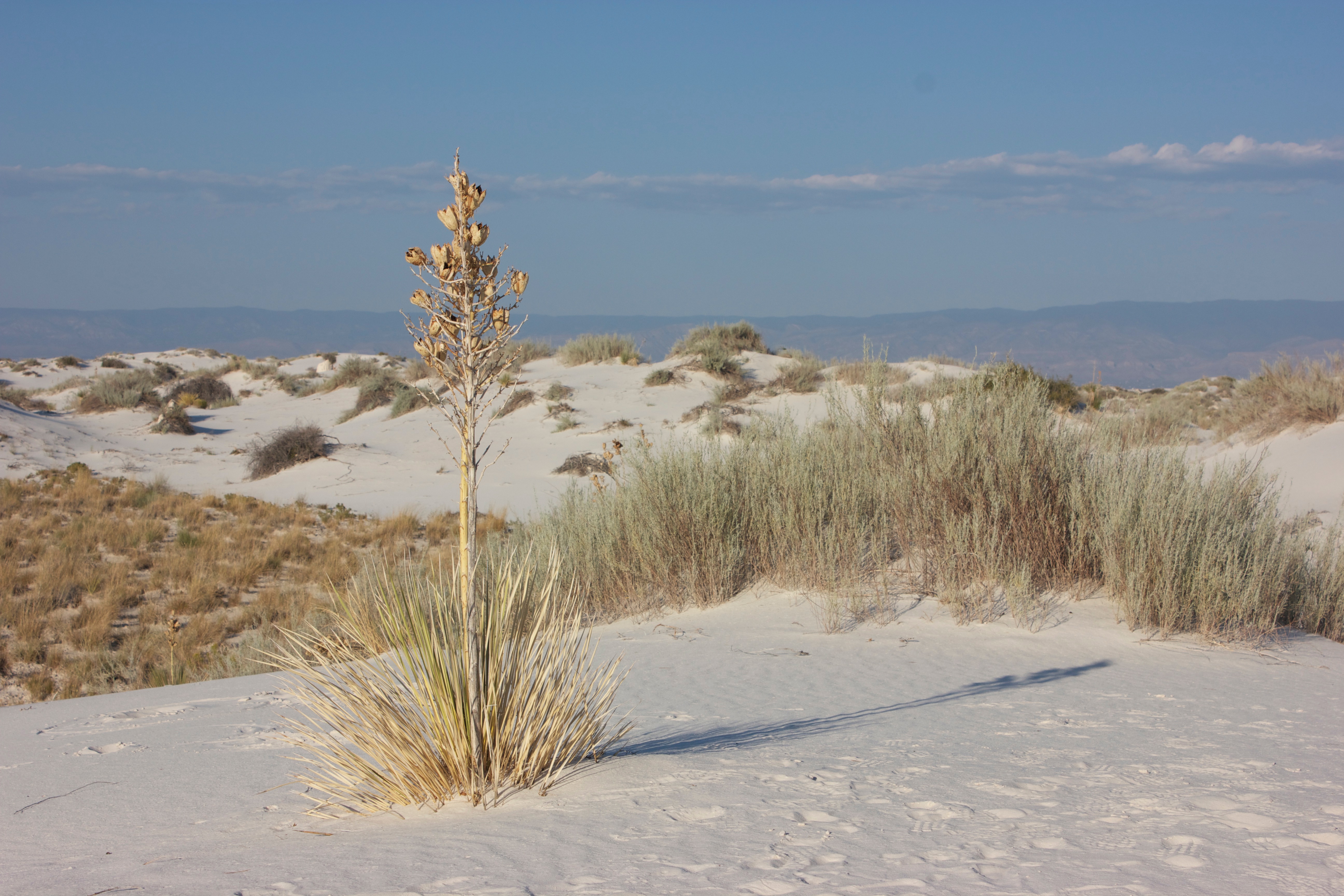 Soaptree yucca plant at White Sands National Monument, New Mexico.