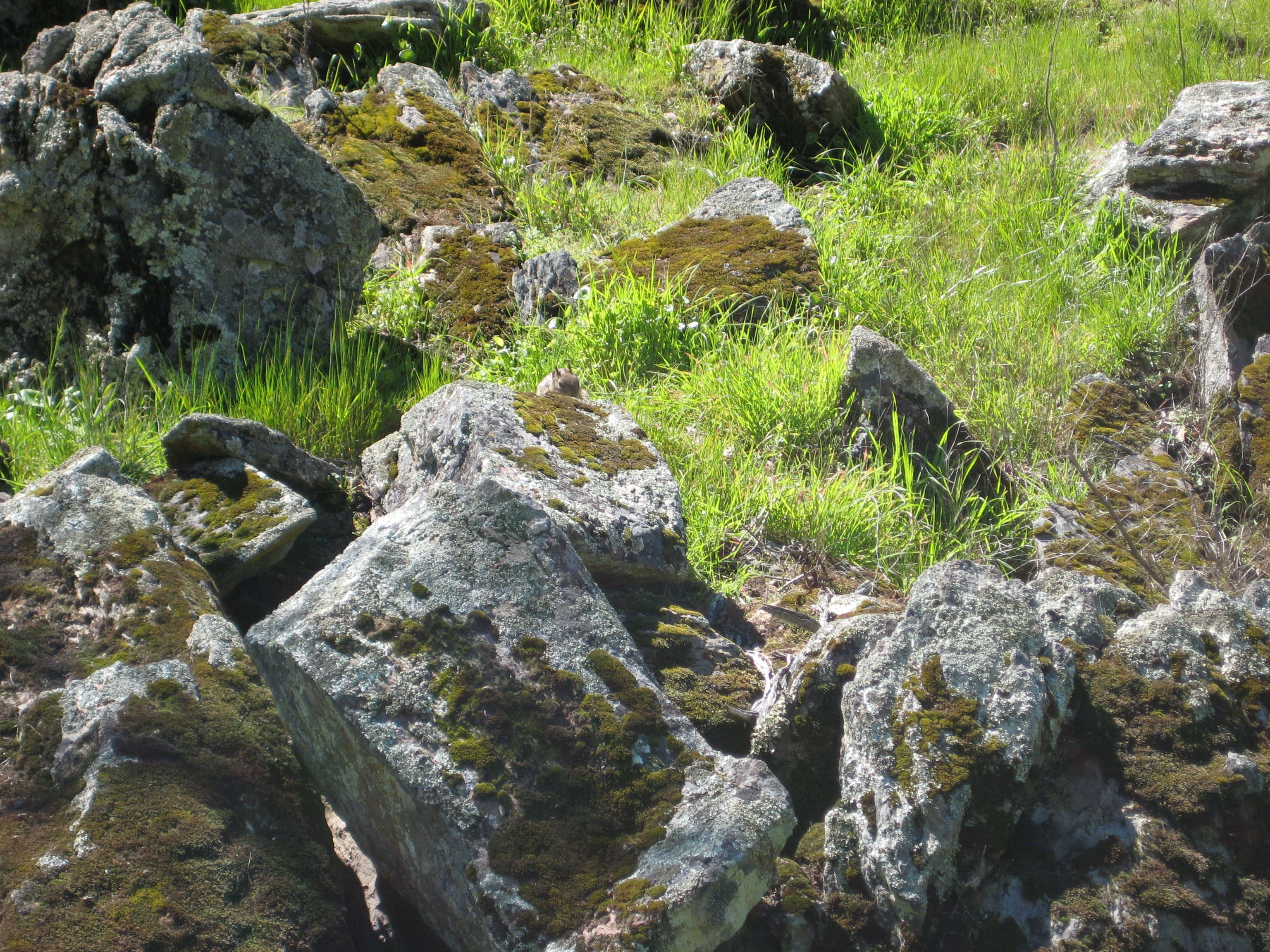 Moss-covered stones in a grassy field in Pacheco State Park, California.