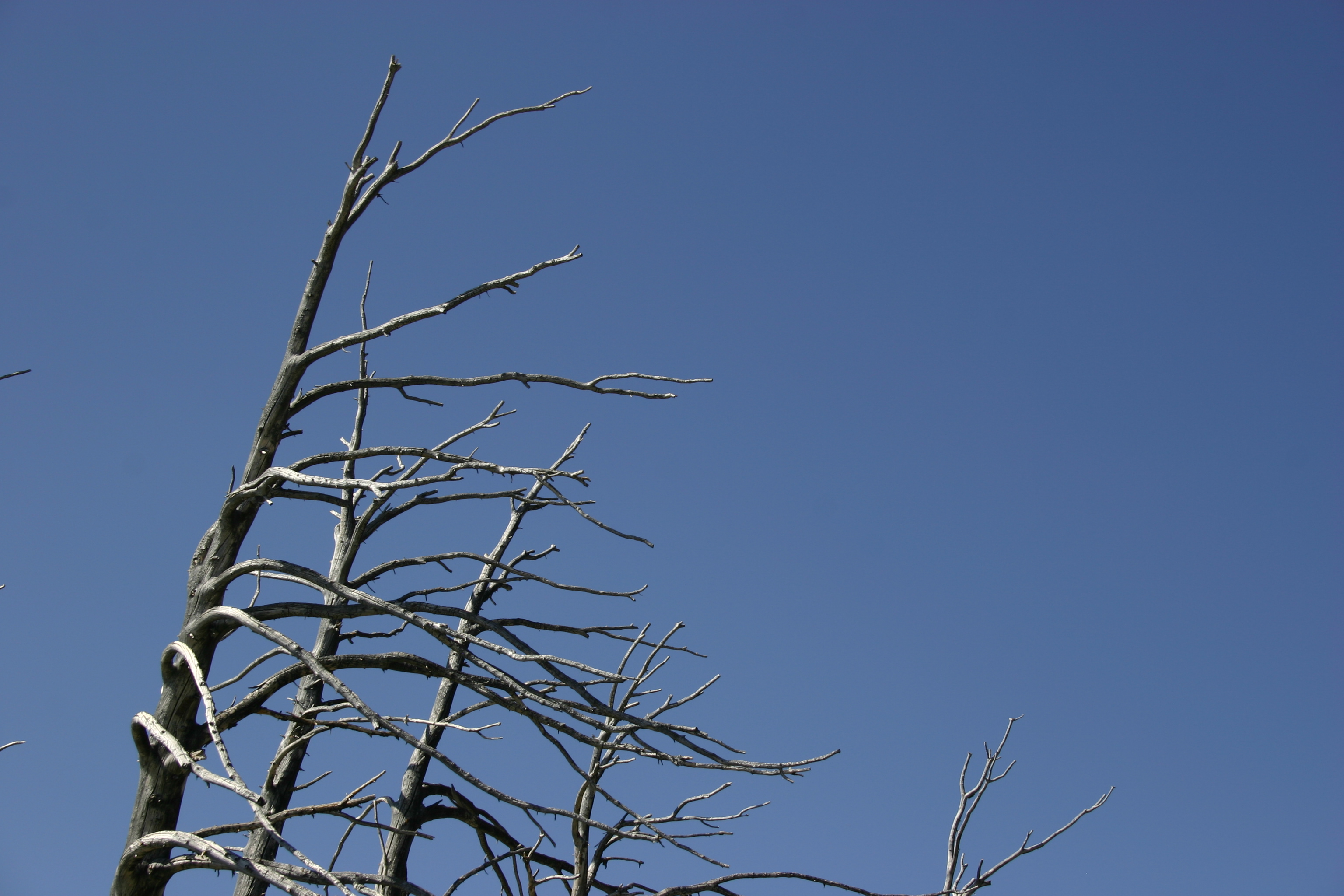 A dead windblown tree near Mammoth Lakes, California. 