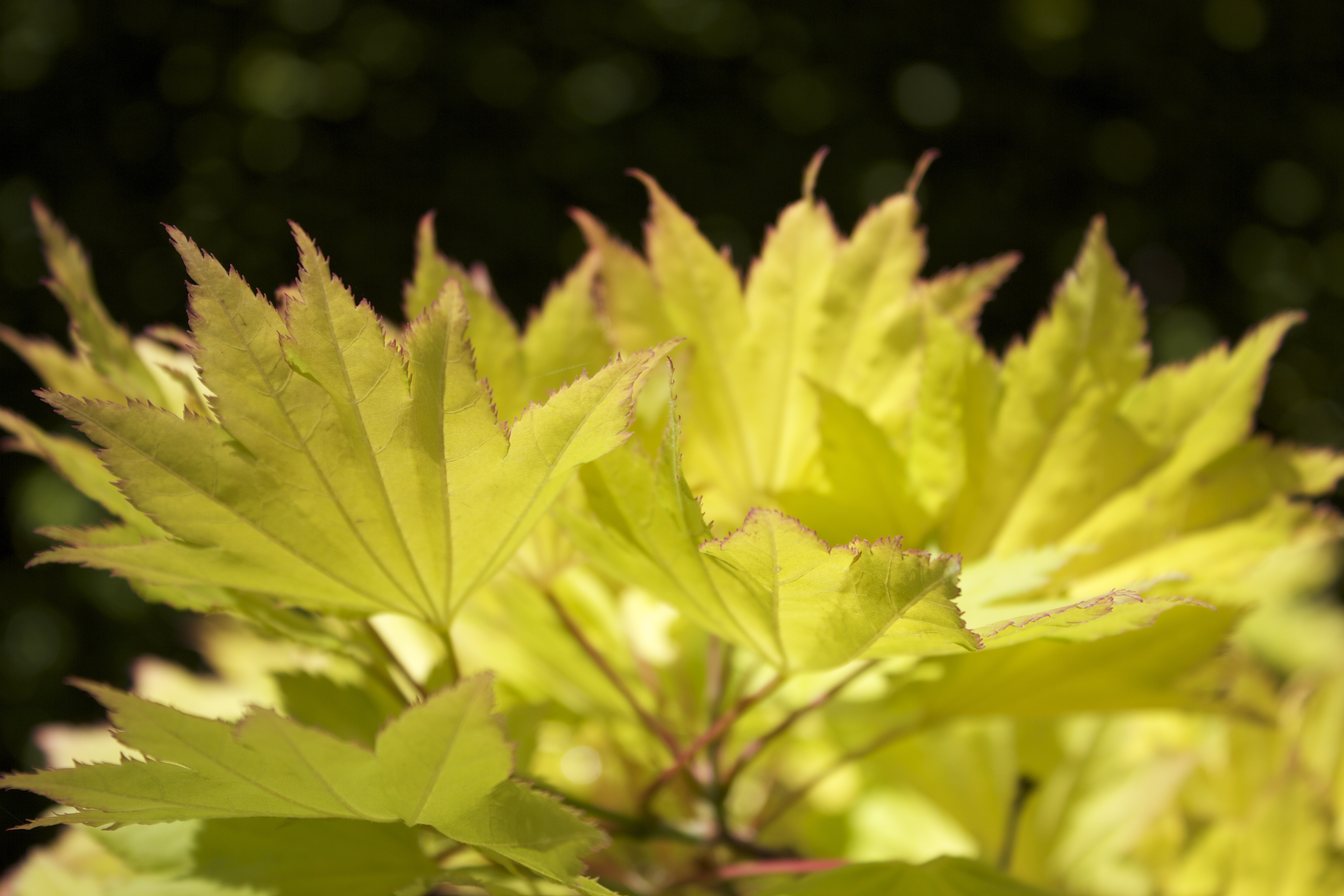 Bright yellow-green leaves against a dark black background.