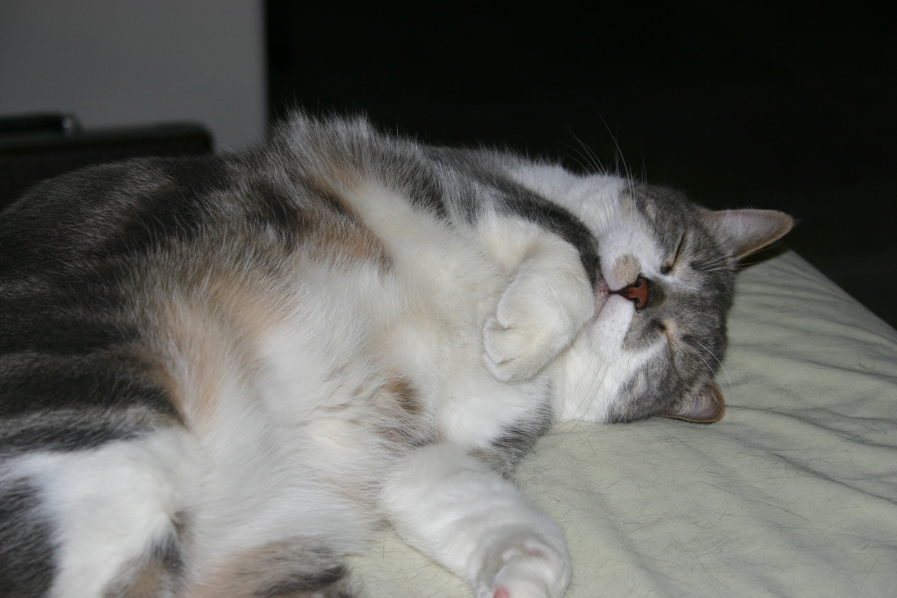 A lazy gray-and-white cat naps blissfully.