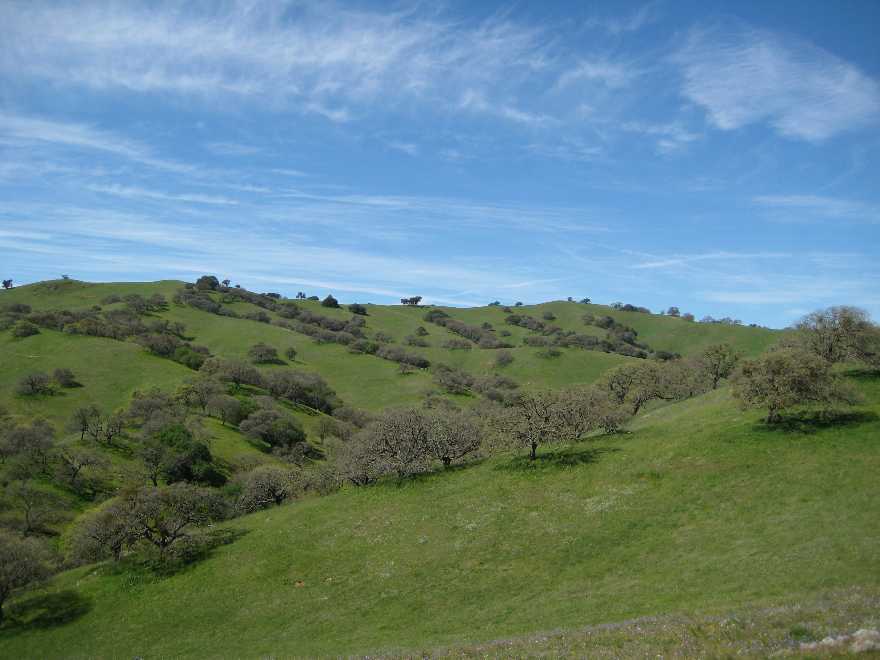 Trees traverse the hills in Pacheco State Park, California.