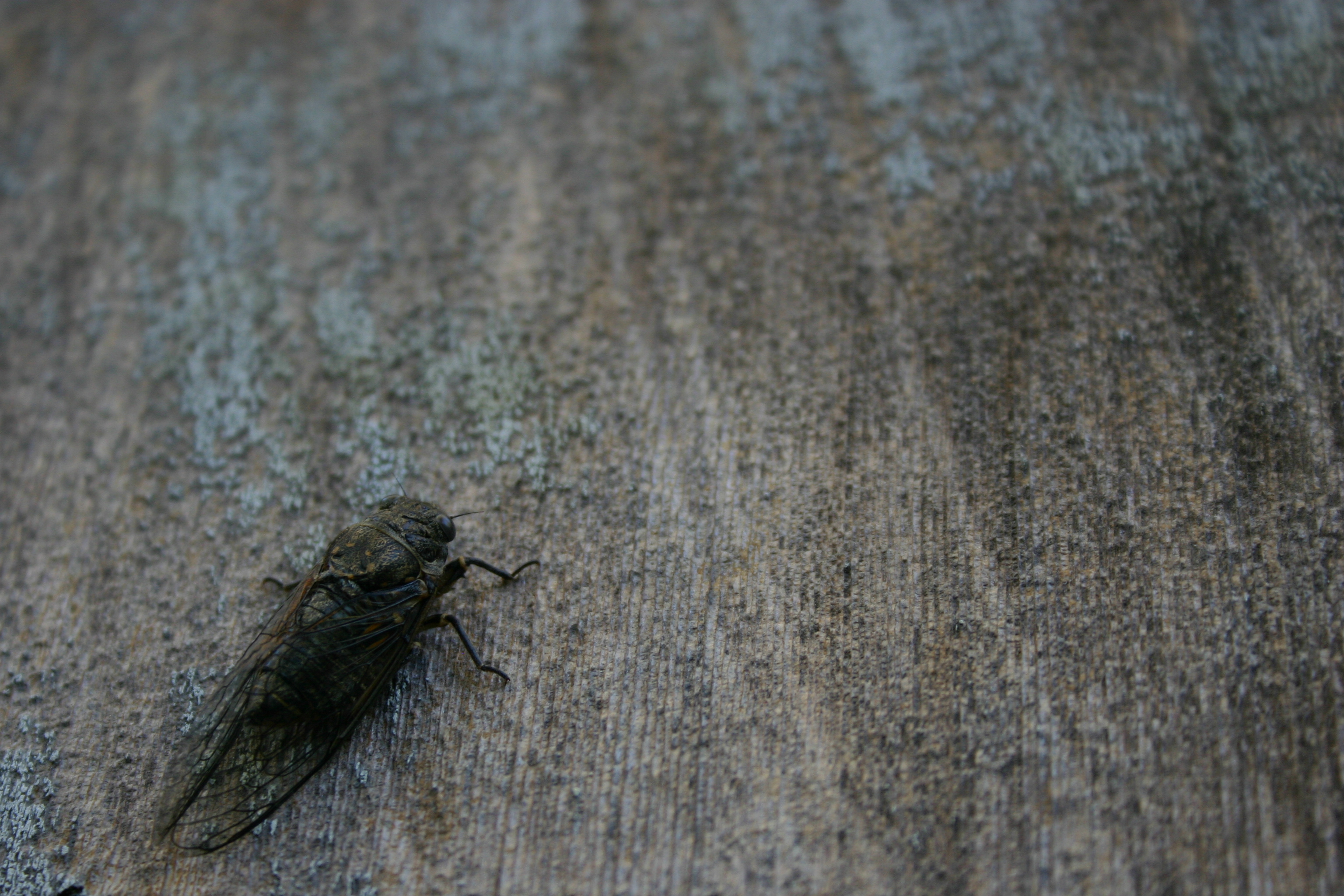 A live cicada on my house.