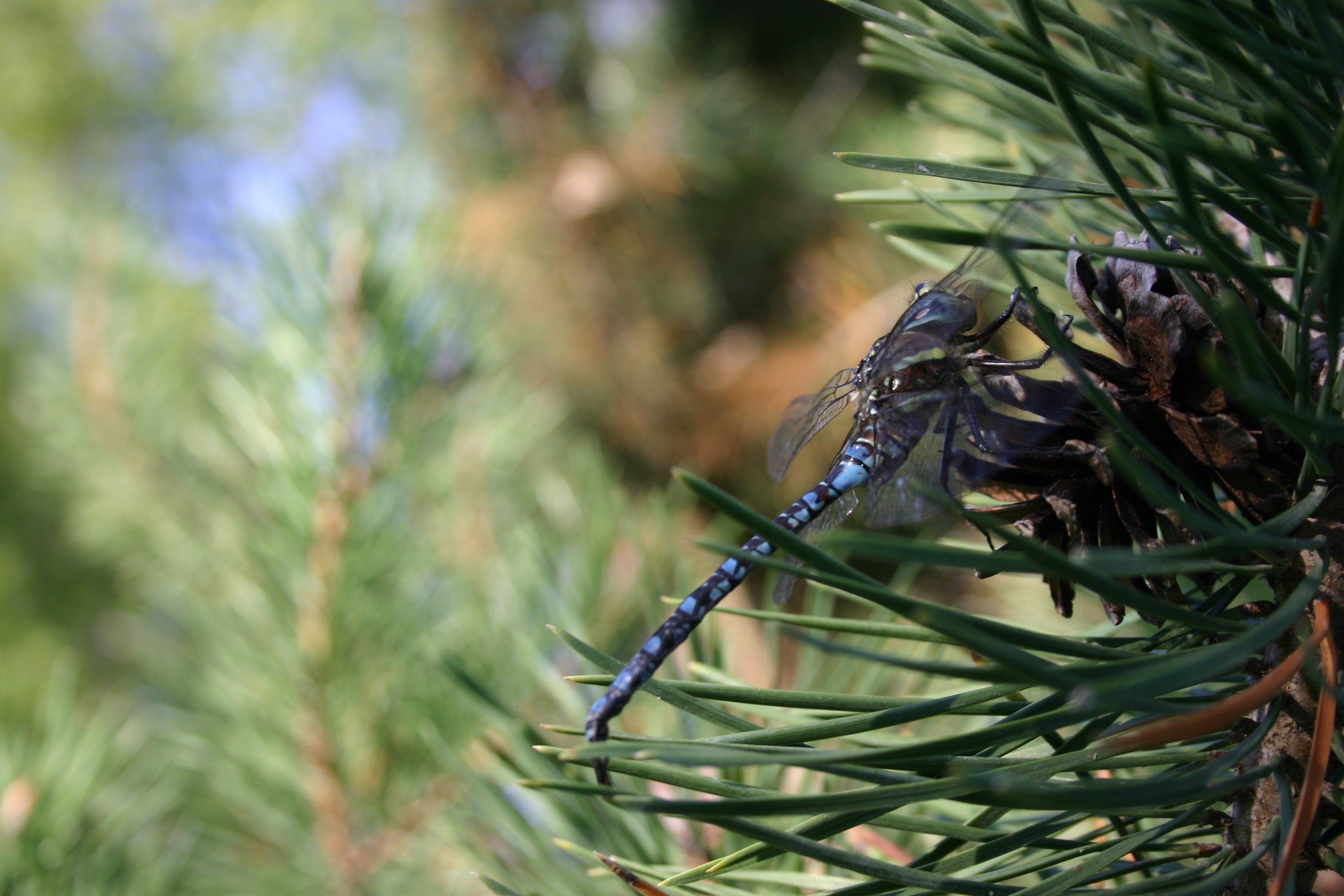 Blue dragonfly on a pine tree.
