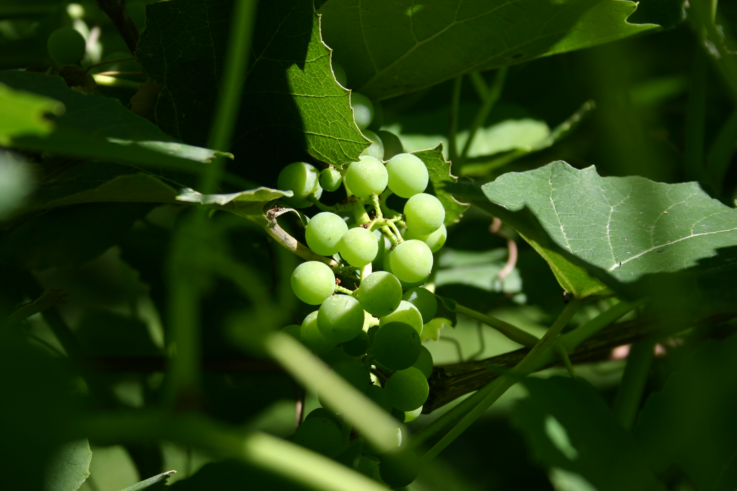 Green grapes and leaves.