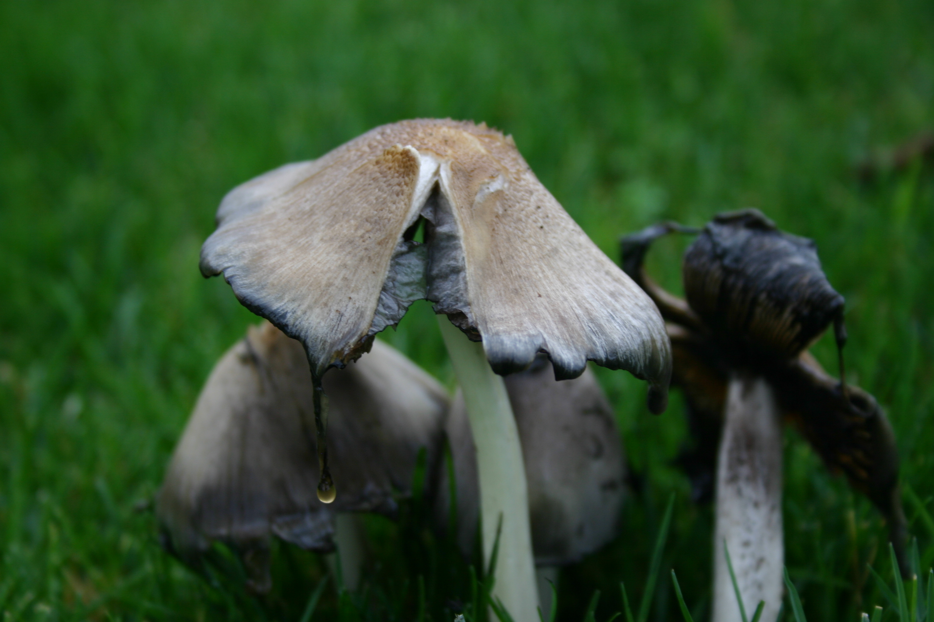 Dripping mushrooms in green grass. 