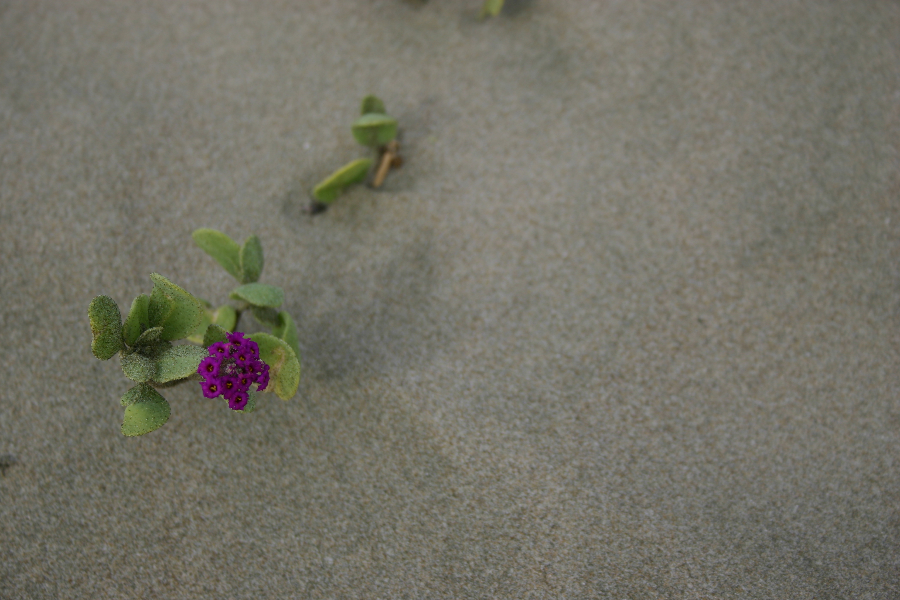 Little purple flowers growing in beach sand.  It resembles sand verbena, but I'm not sure.  (If you know the species, please let me know and I'll add the info!) 