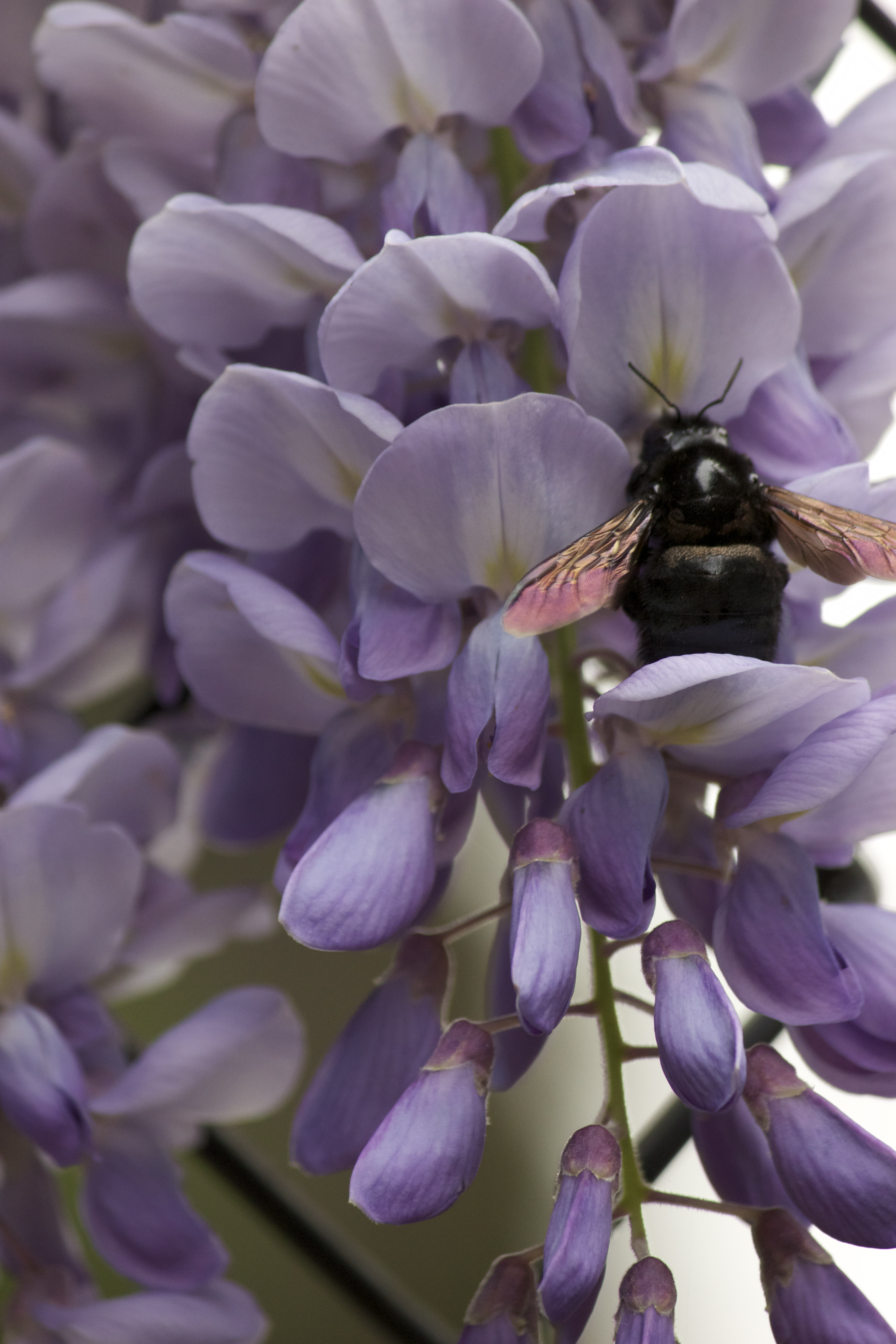 Closeup of a black carpenter bee with iridescent wings on purple wisteria flowers.