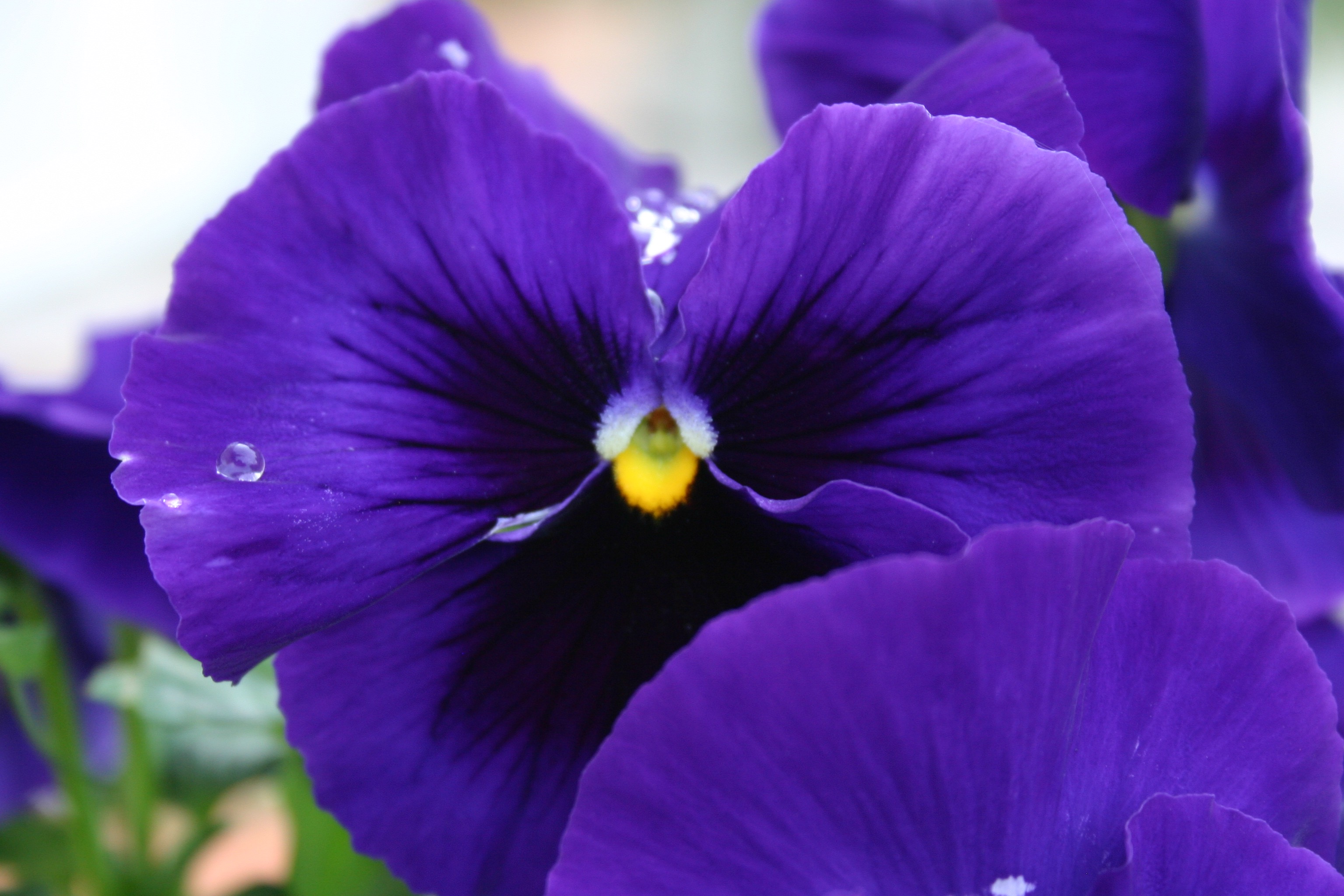Purple and yellow pansies.