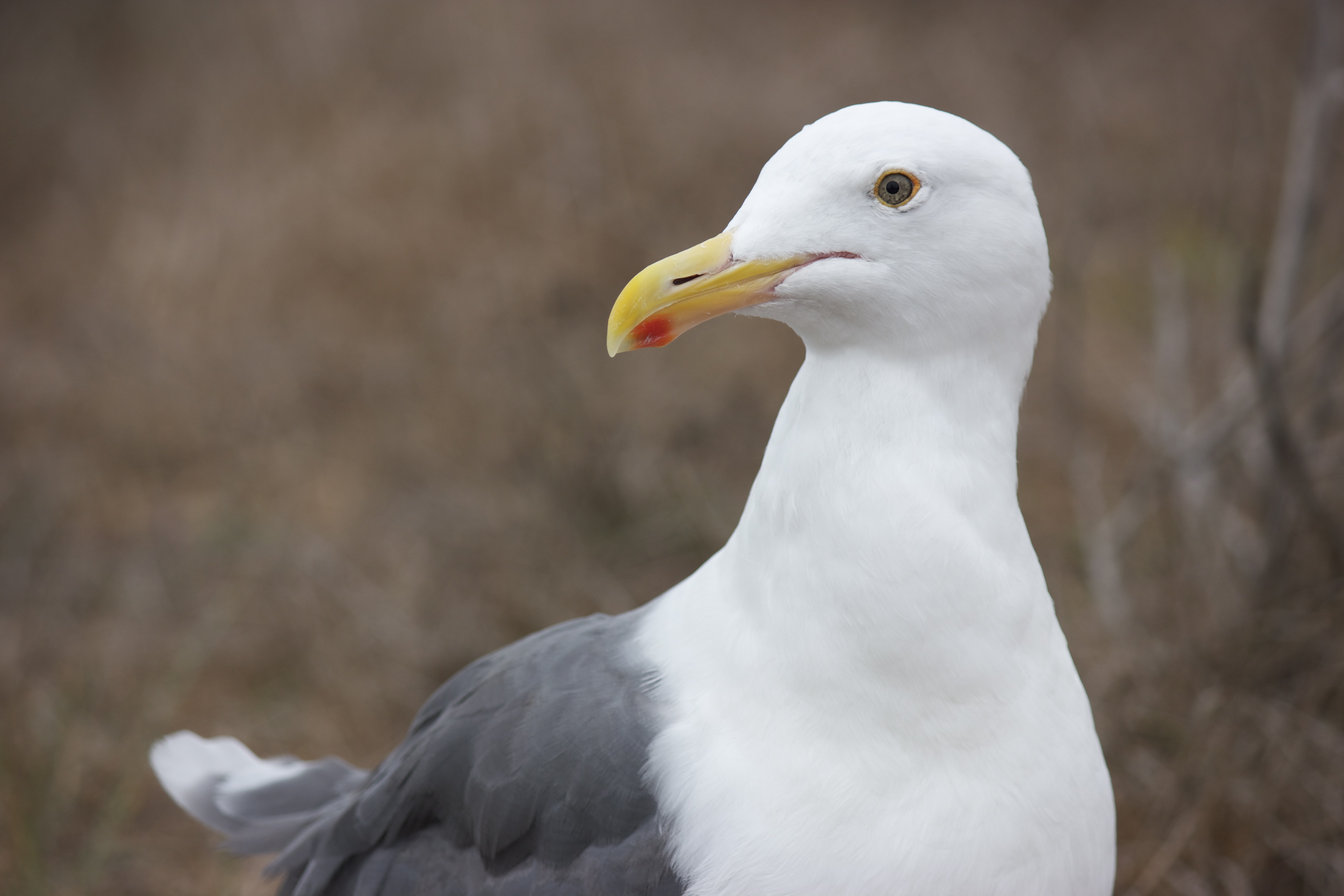 A male seagull, closeup.