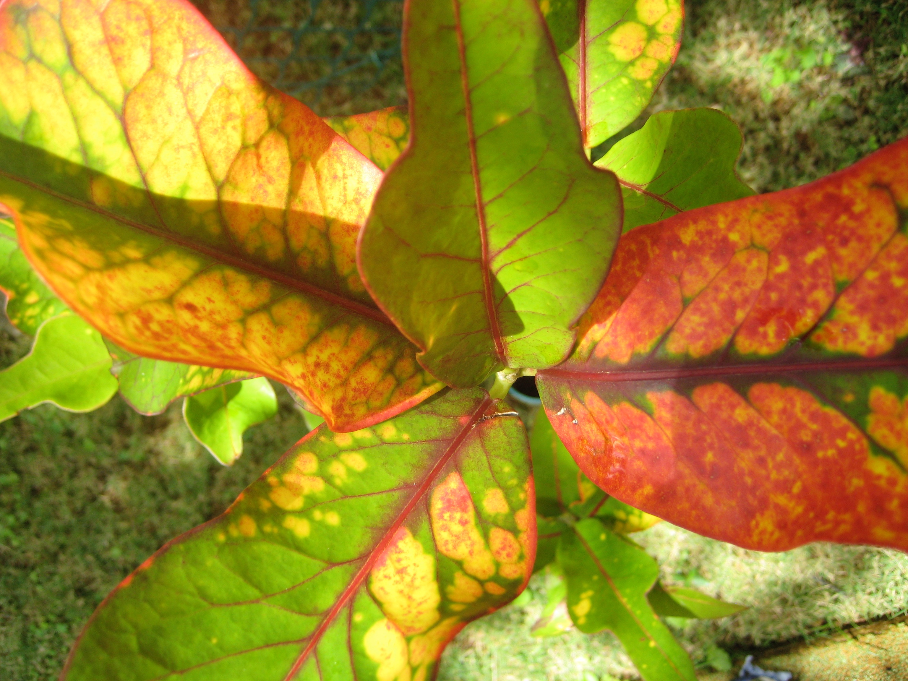 Closeup of green, yellow and red leaves of a plant.