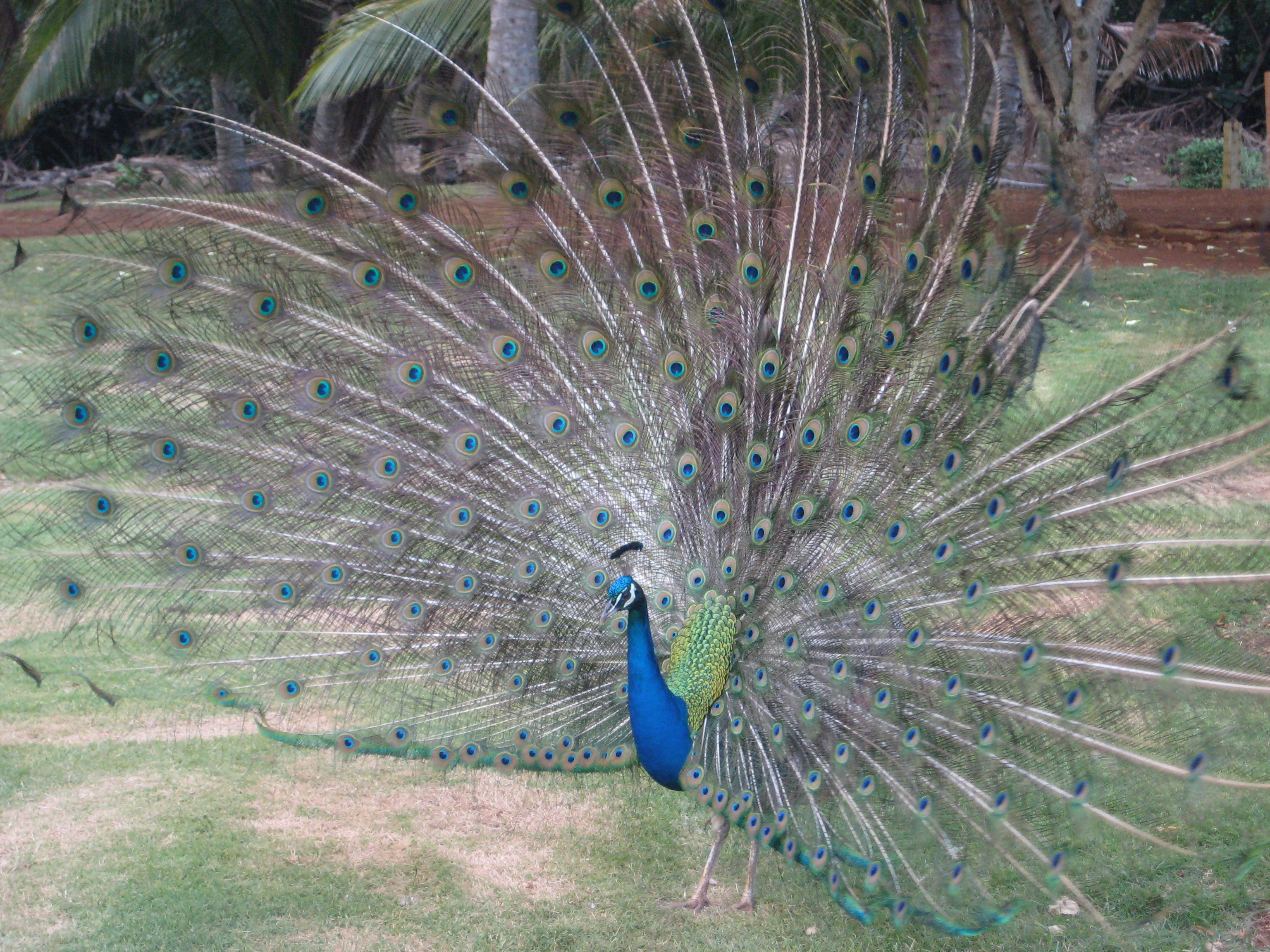 Peacock showing off his beautiful plumage to the ladies.