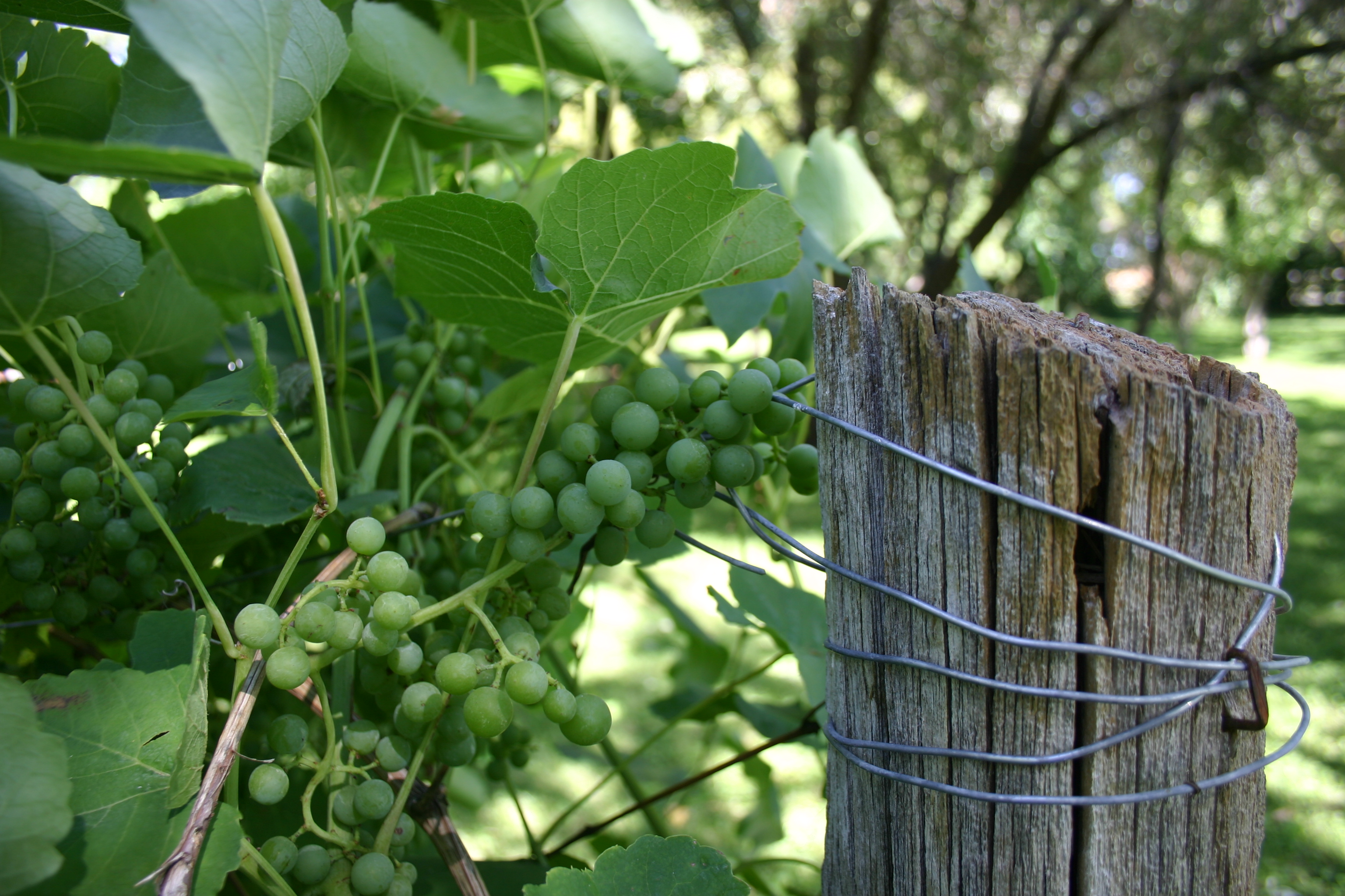 Green grapes and leaves near a wired wooden fence post.
