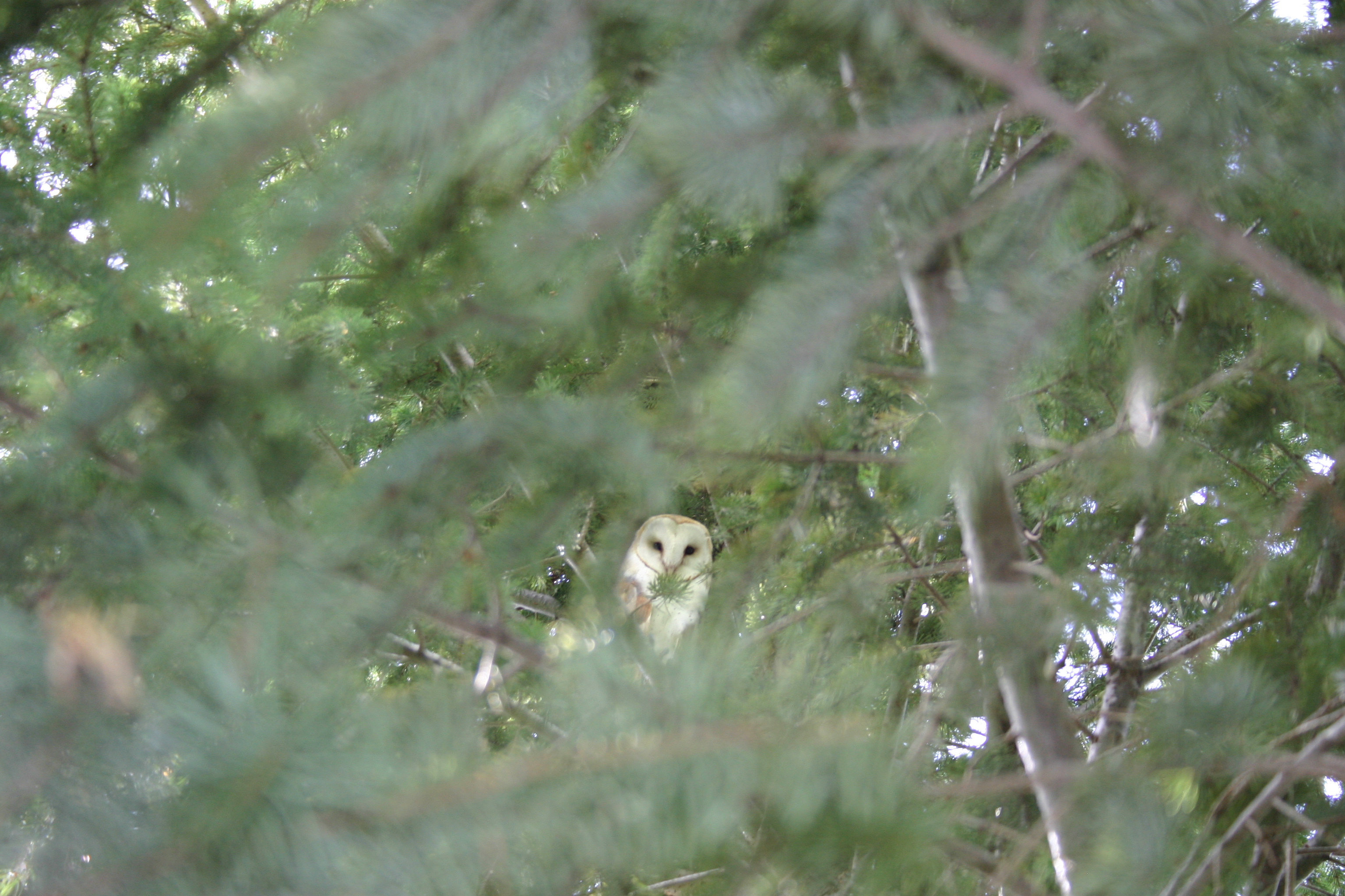 A barn owl viewed through a veil of green pine tree branches. 