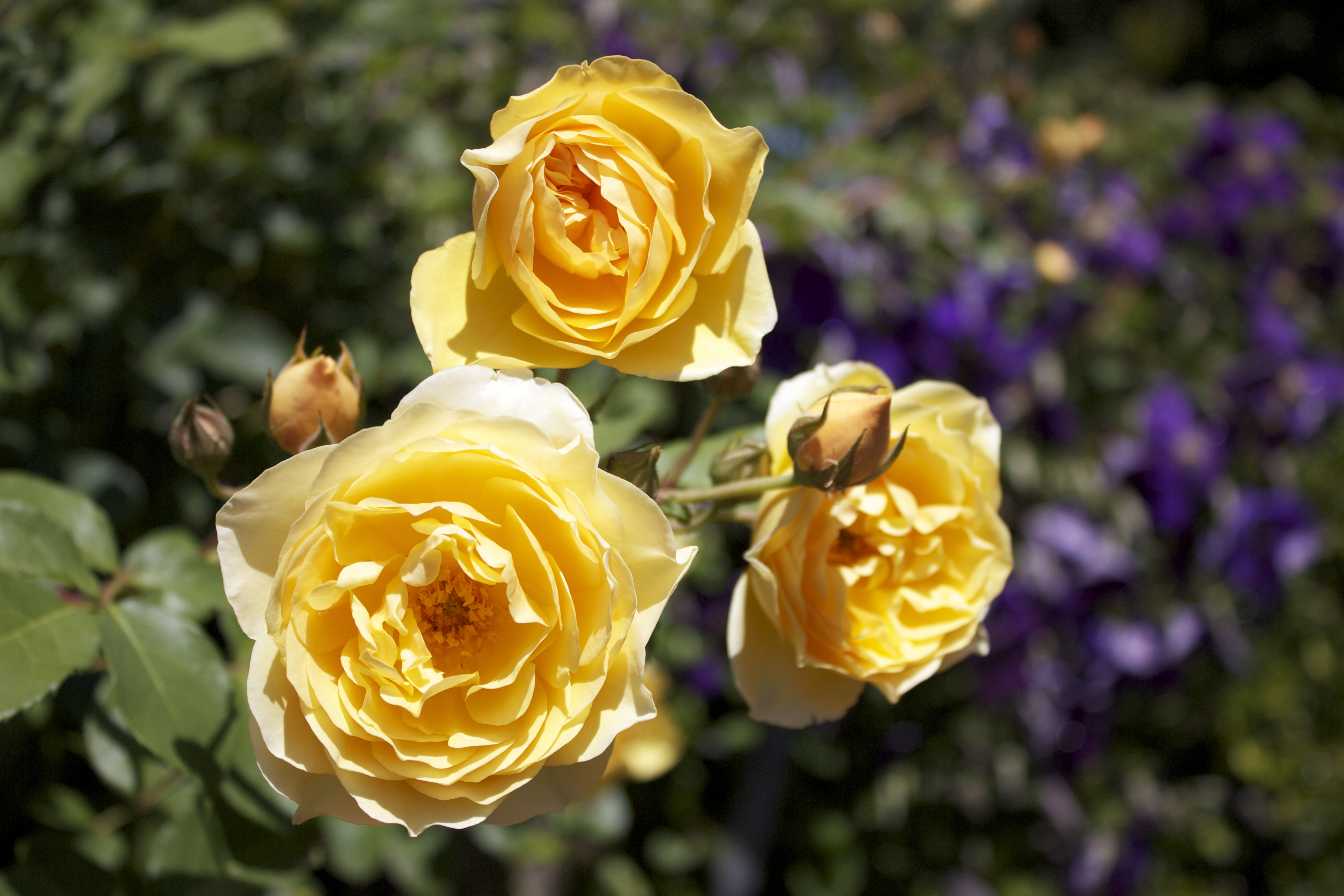 Yellow roses. 