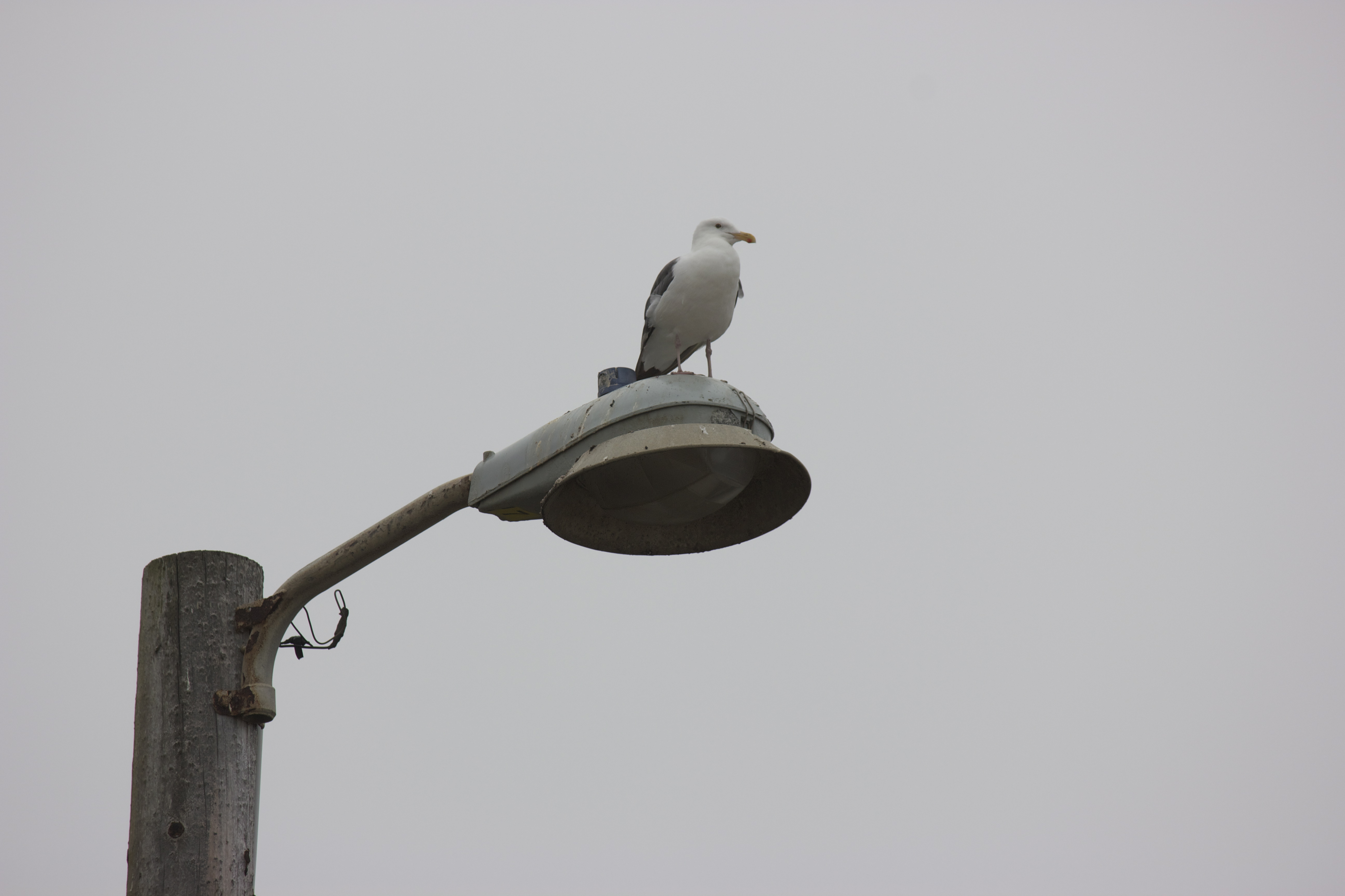 A male seagull perched on a light post against a pale foggy sky.