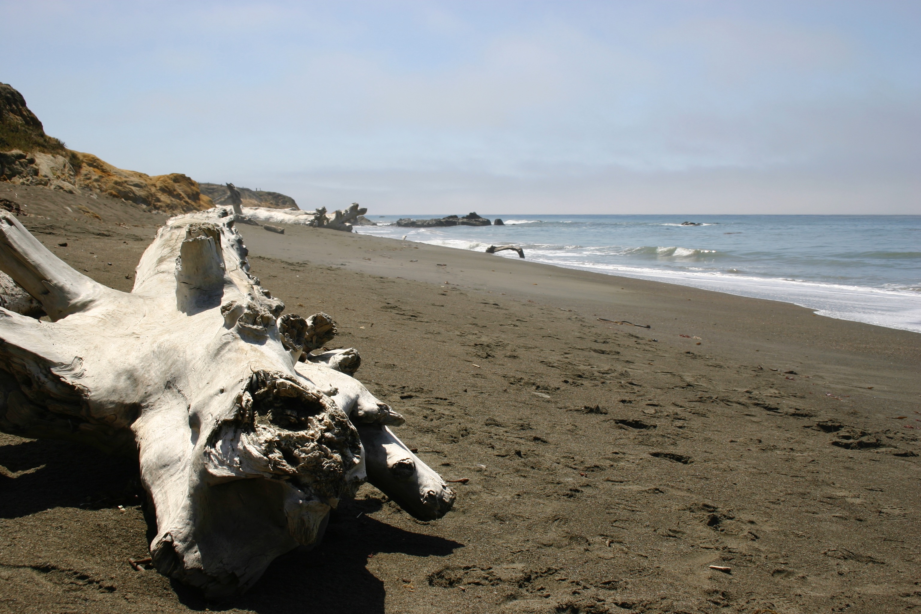 Sun-bleached driftwood log on the beach. 