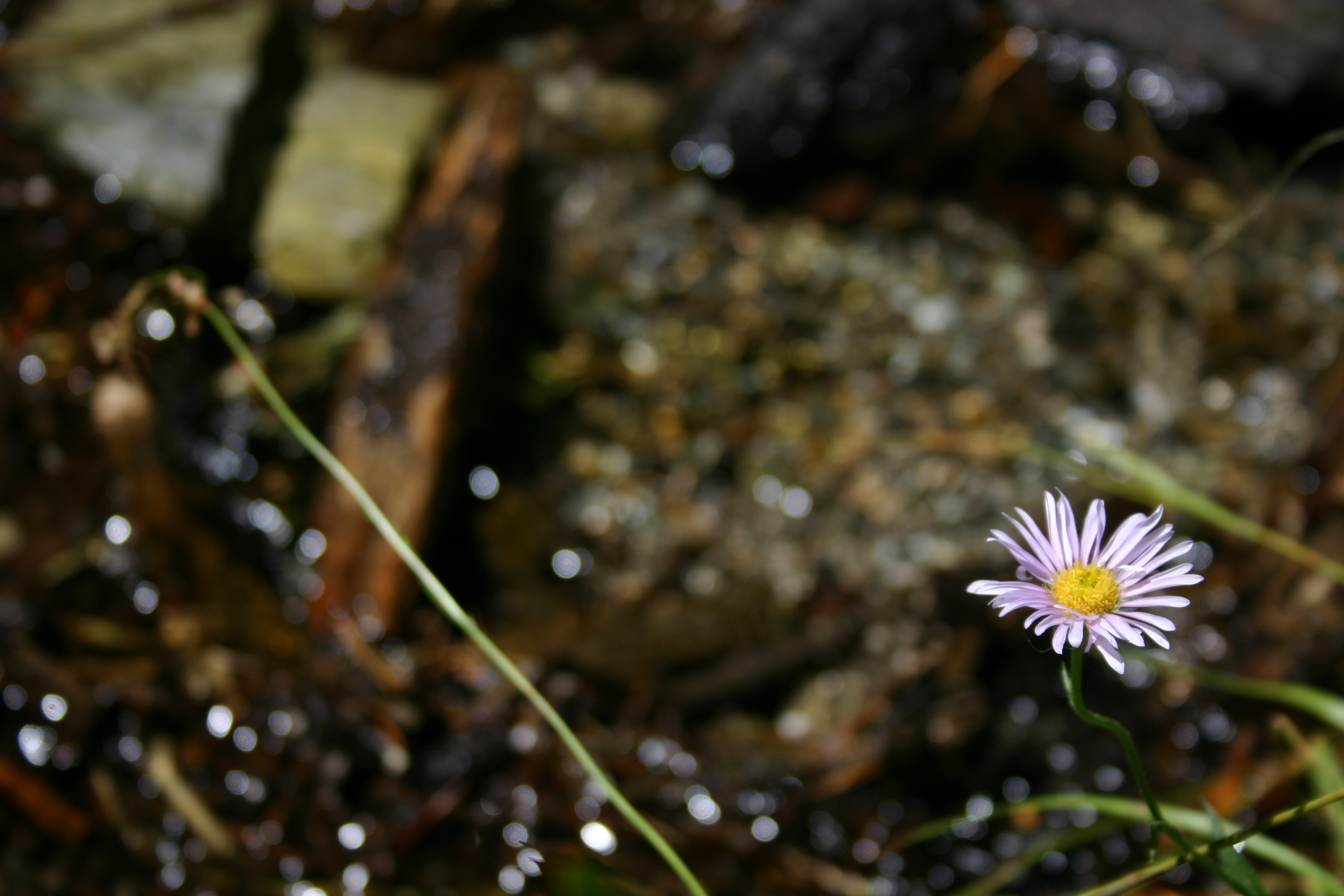 A lavender daisy-like wildflower by a stream. 