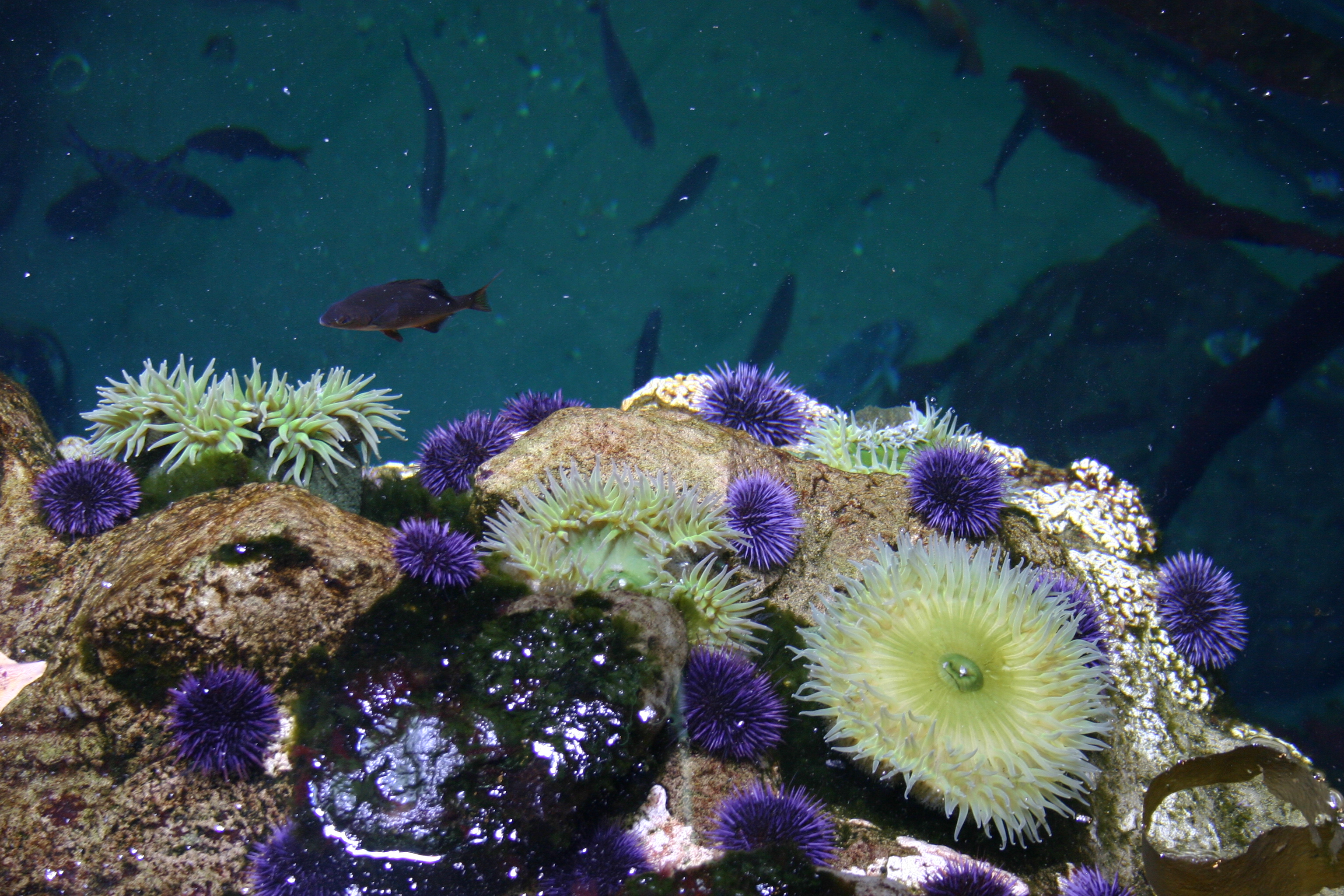 Purple sea urchins, fish, and other undersea life. 