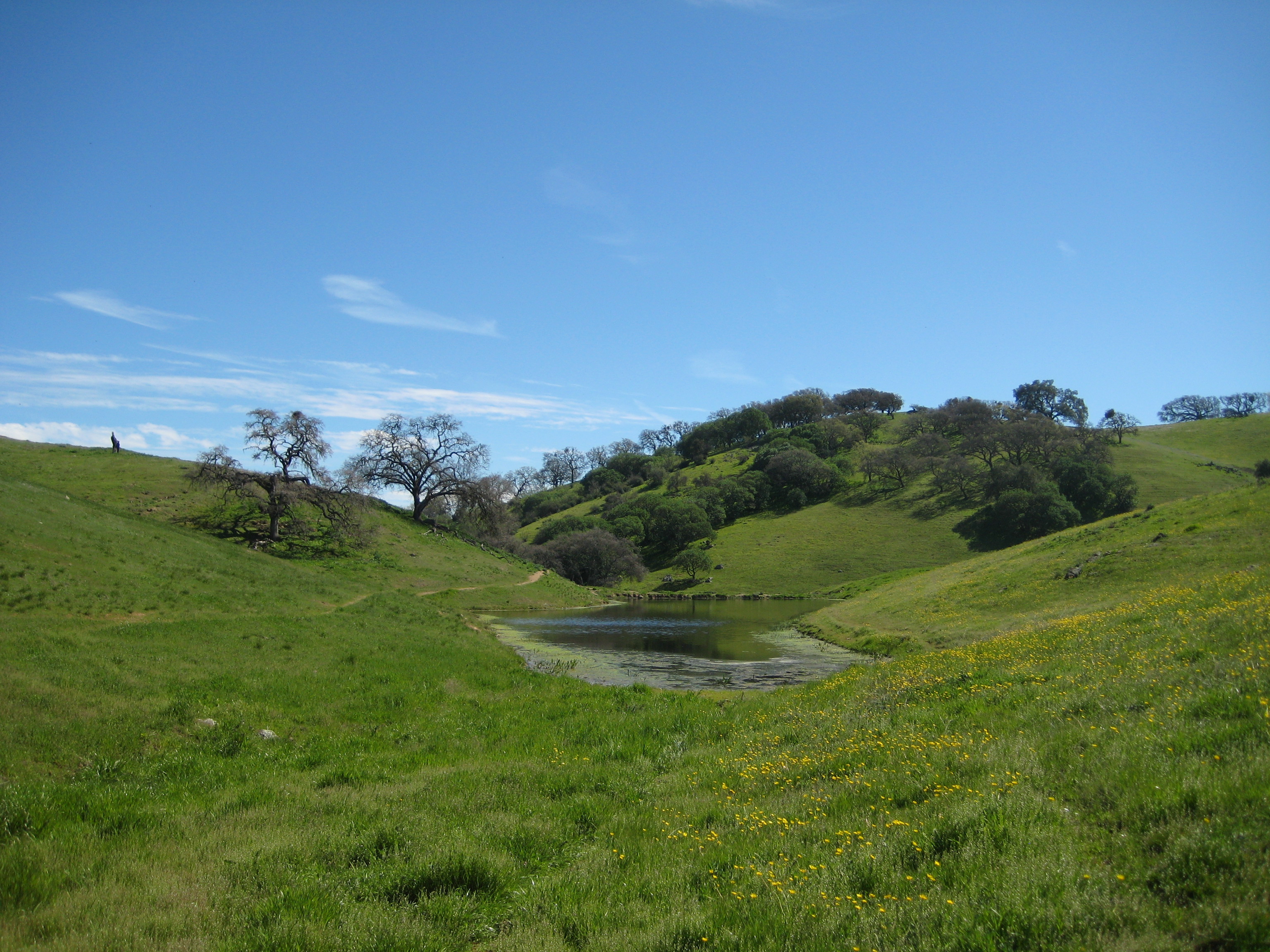 Yellow wildflowers lead to a pond in Pacheco State Park, California. 