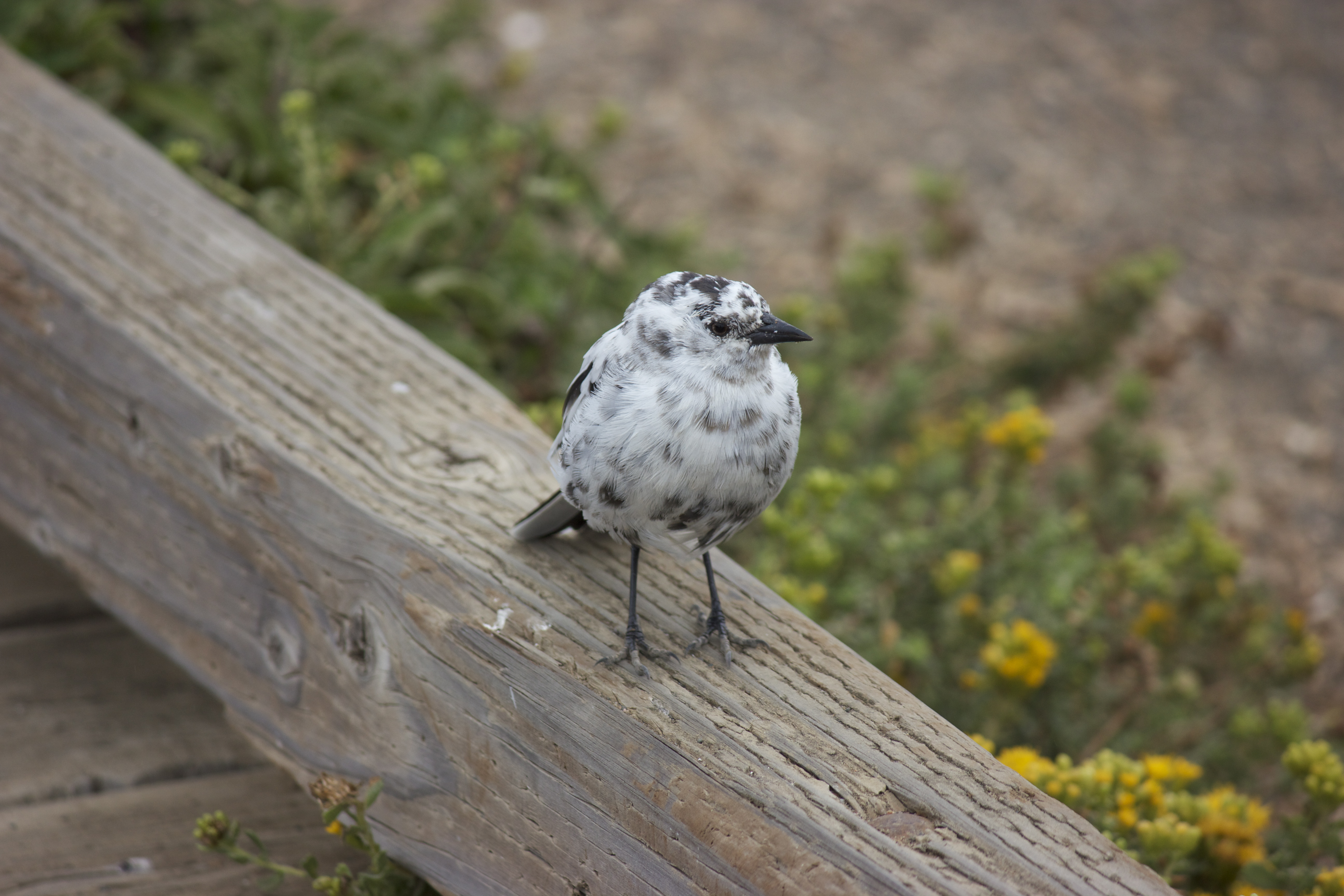 A white and gray spotted bird on the boardwalk. 