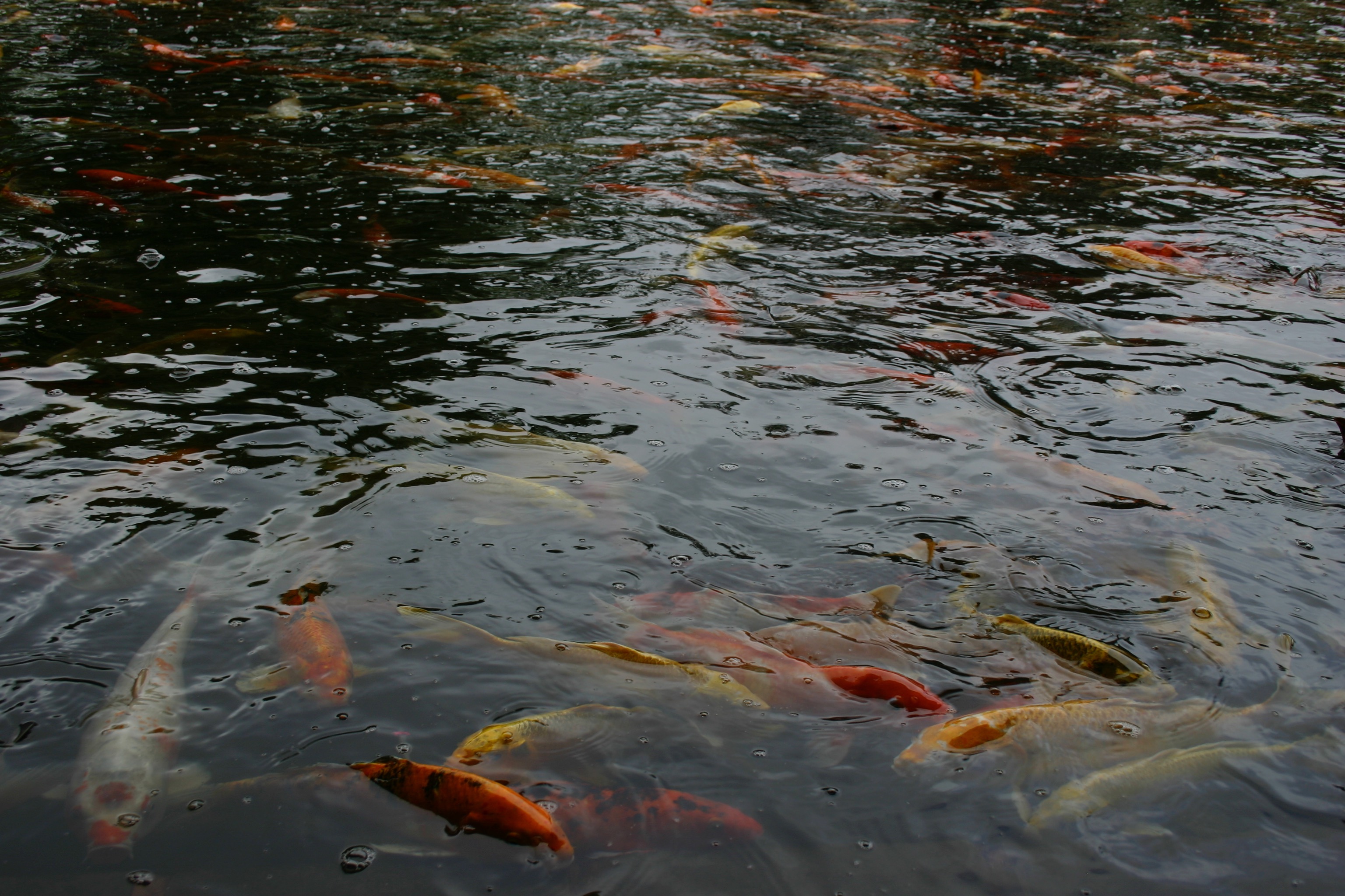 Koi fish in a pond of water. 