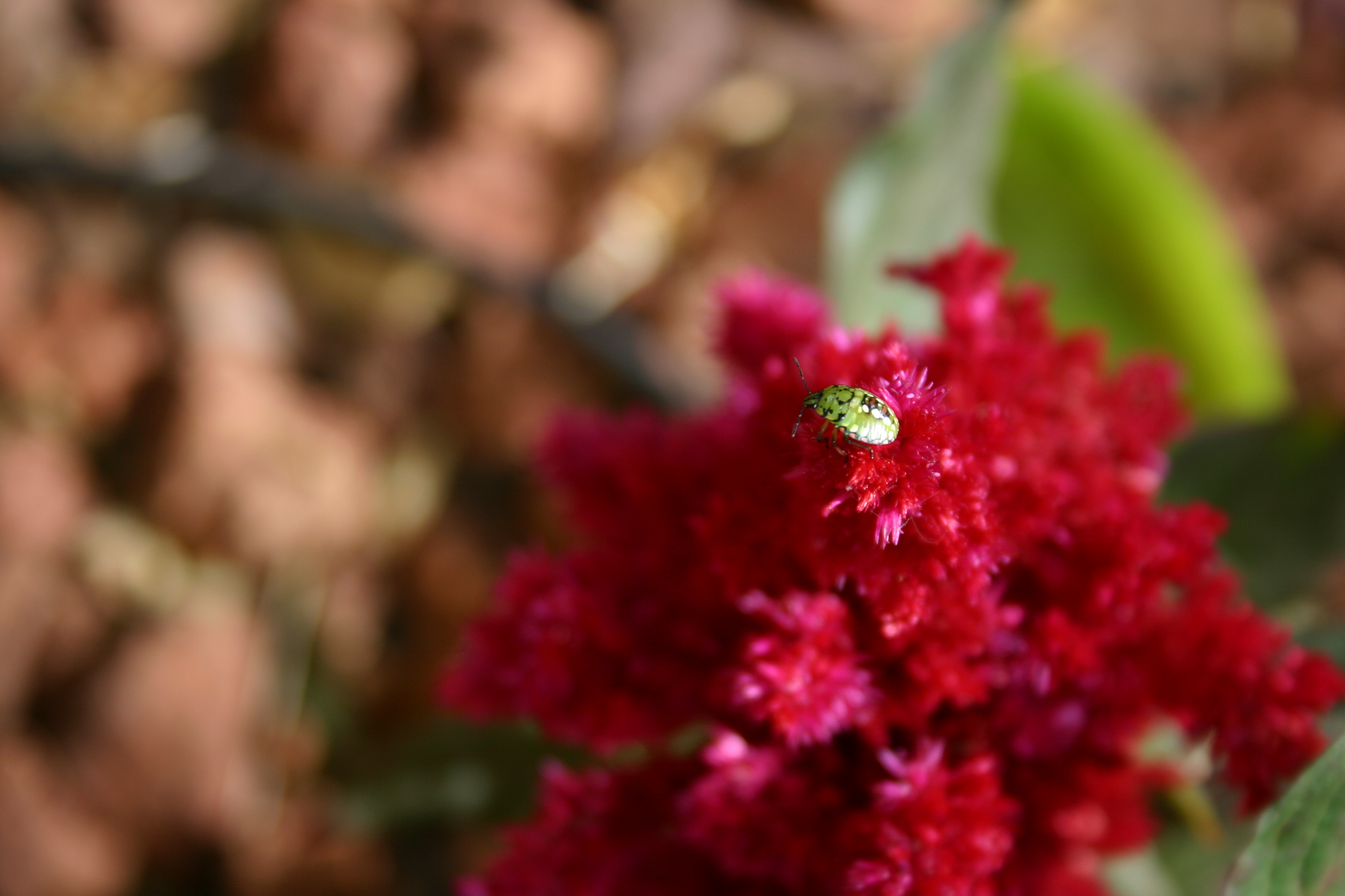 A green, red, and black spotted bug on a Celosia flower.  (If you know the species, please let me know and I'll add the info!  Maybe some kind of shield beetle?) 