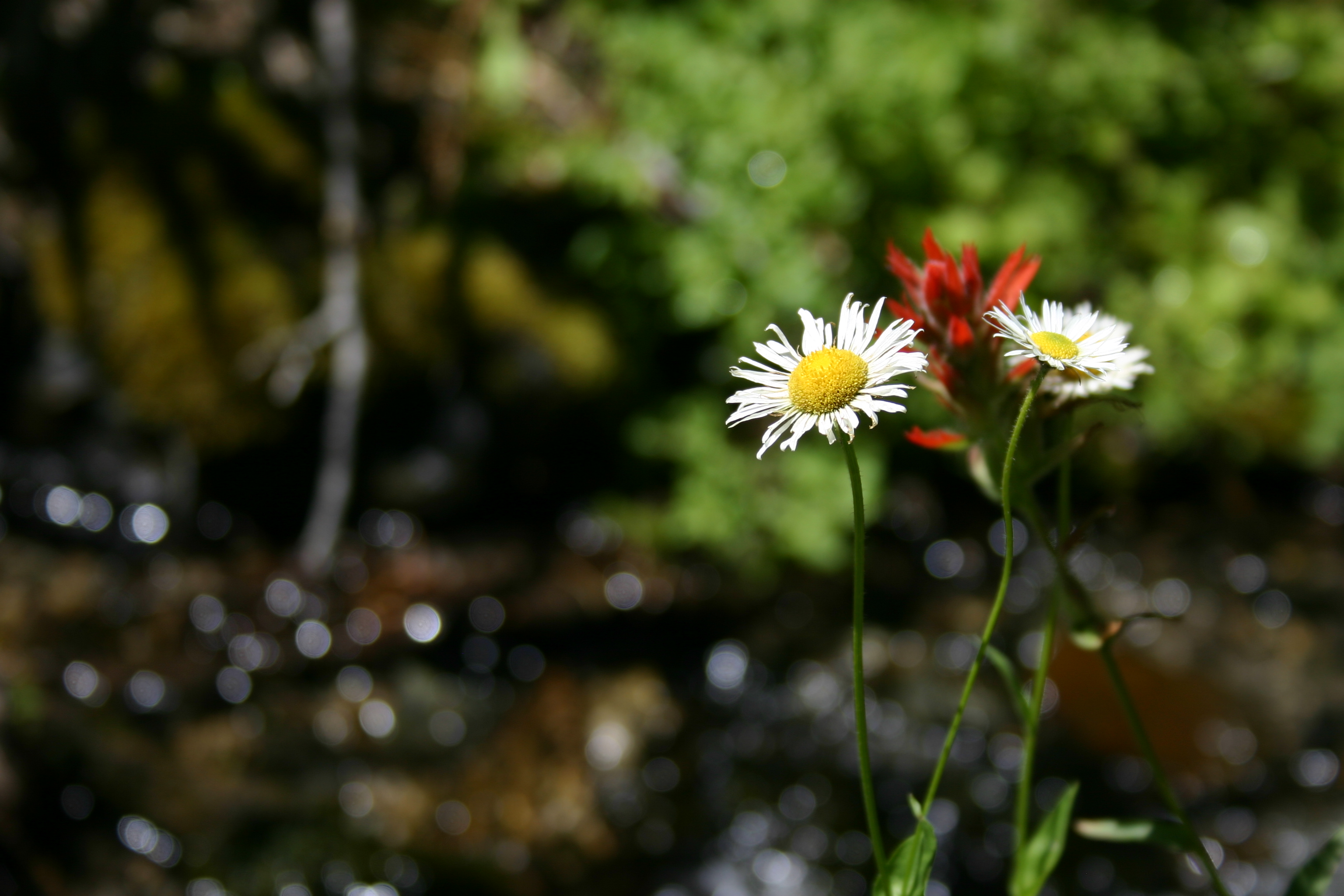 White daisy-like flowers and a red wildflower near a stream. 