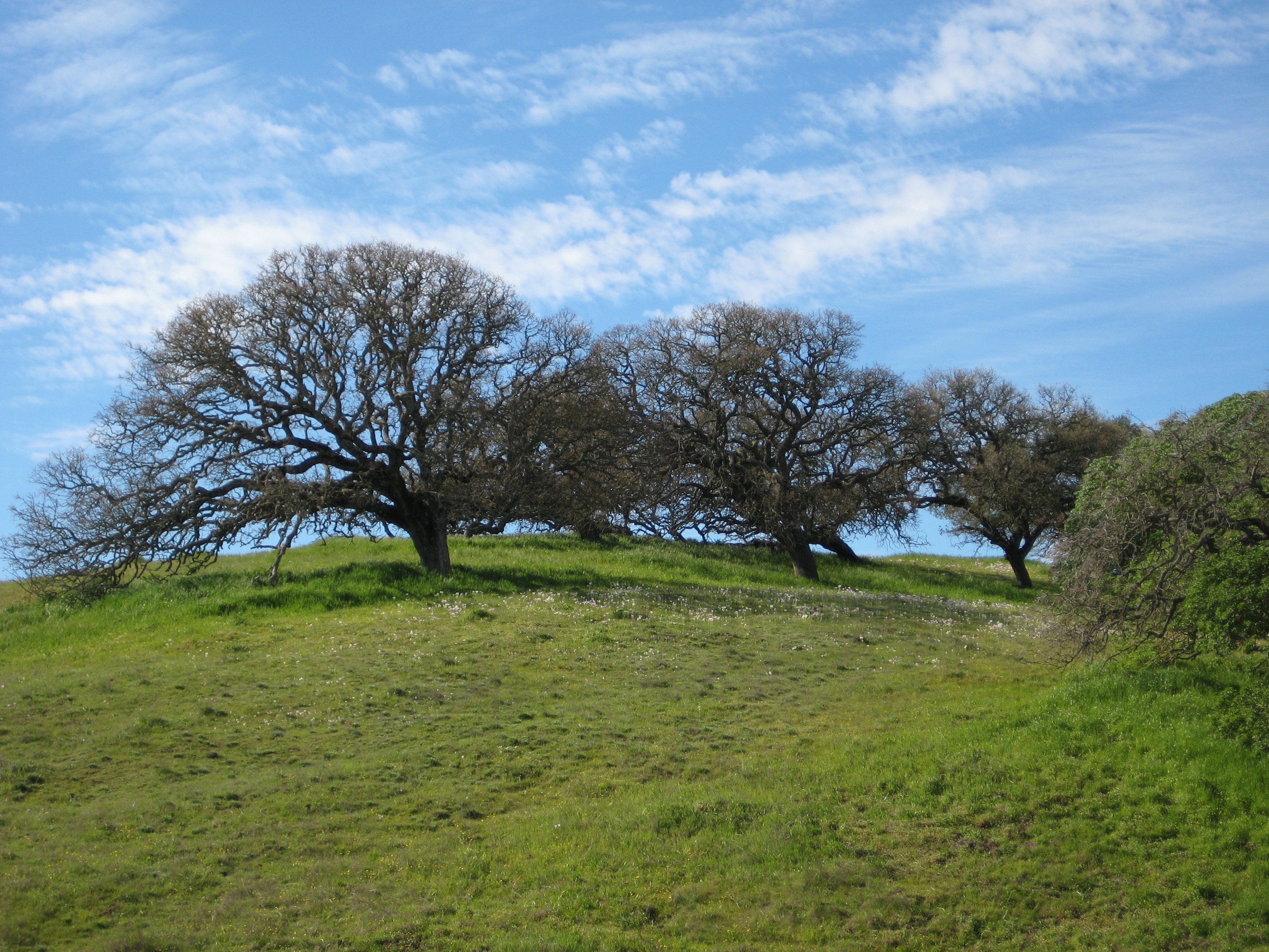 Trees on a hill in Pacheco State Park, California.