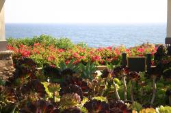 A garden of succulent plants overlook the ocean in Laguna. 