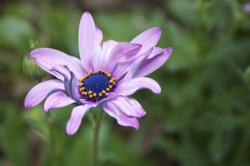 A purple African daisy with a blue and yellow center, on a blurred green background.