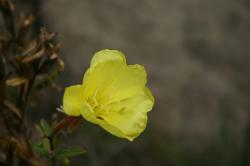 Macro of a bright yellow flower at the beach. 