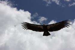 California Condor female, tagged number 33, soaring overhead against a clouded blue sky.