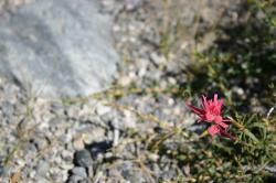 A red flower near Mammoth Lakes. It resembles Indian Paintbrush, but I\'m not sure what it is. 