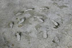 Human shoeprints circle in the mud of a salt marsh.