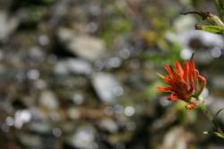 A red wildflower by a stream near Mammoth Lakes. It resembles Indian Paintbrush, but I'm not sure what it is. 
