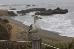 A seagull standing on a post with the ocean in the background.
