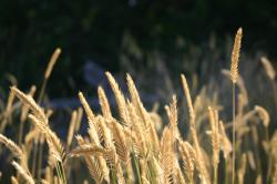 Stalks of wheat (or a similar plant). 
