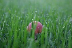 Pink mushroom in green grass.