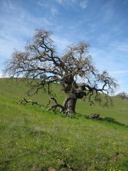 A gnarled tree stands alone on a hillside in Pacheco State Park, California. 