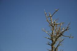 Thorny branches and a blue sky. 