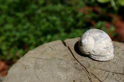 An empty sun-bleached snail shell. 