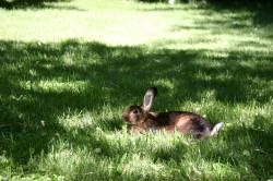 Brown bunny rabbit laying on the green grass. 