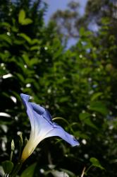A "Heavenly Blue" Morning Glory soaks up the sunlight.
