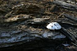 A white mushroom on a fallen tree near Mammoth Lakes. 
